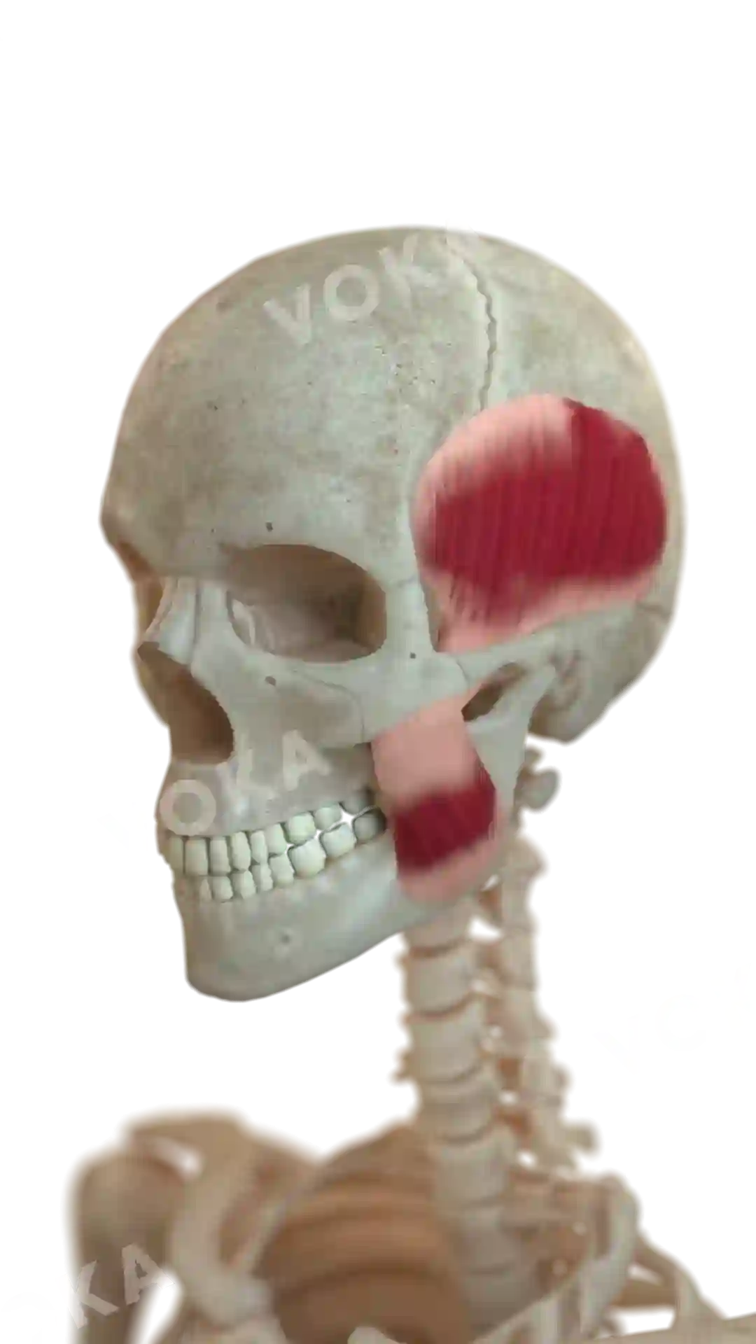 Head muscles image