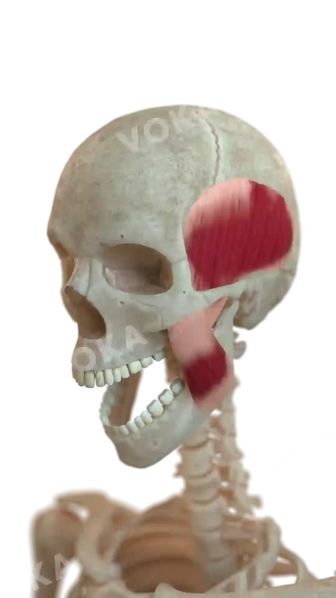 Head muscles image