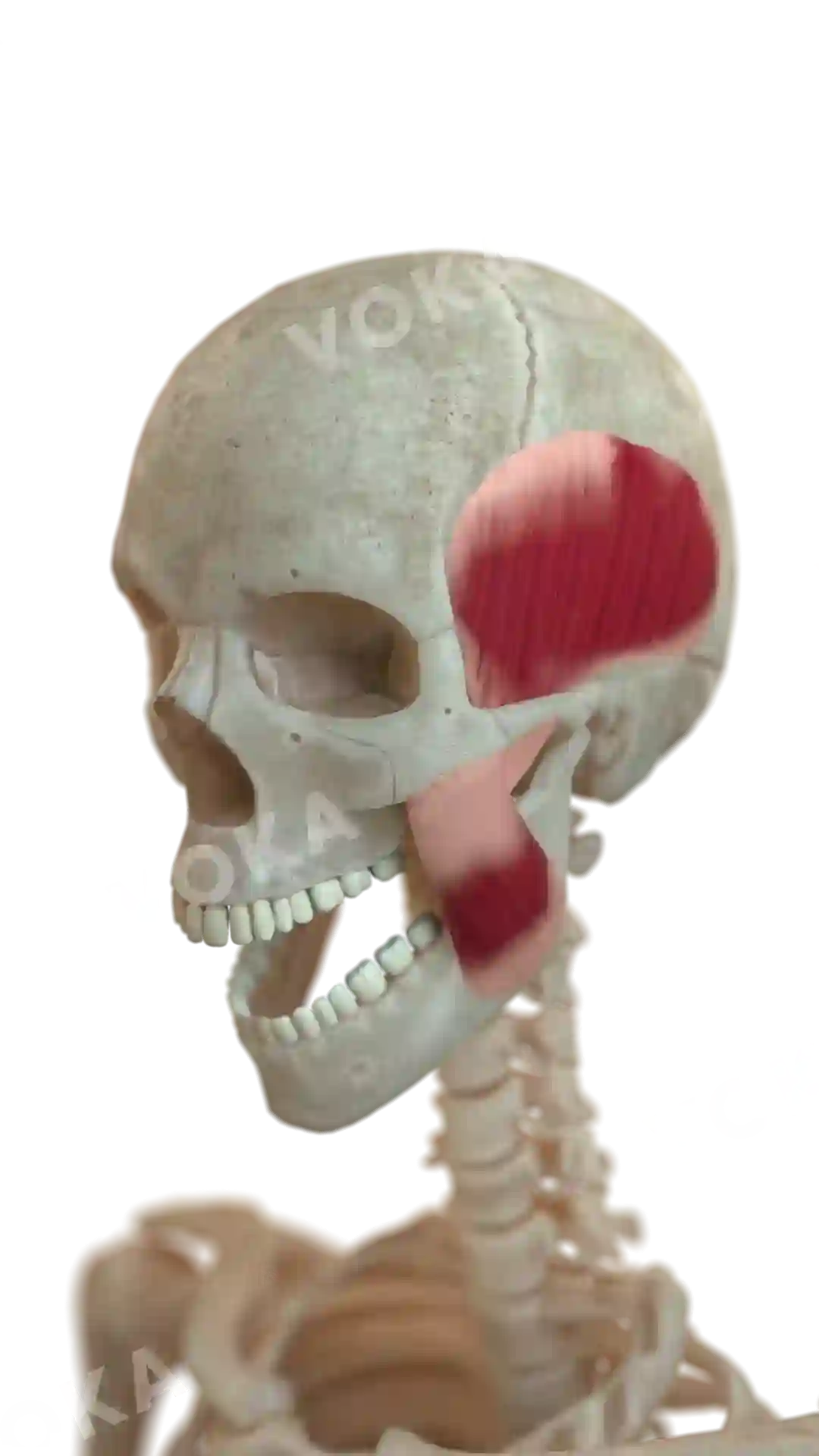 Head muscles image