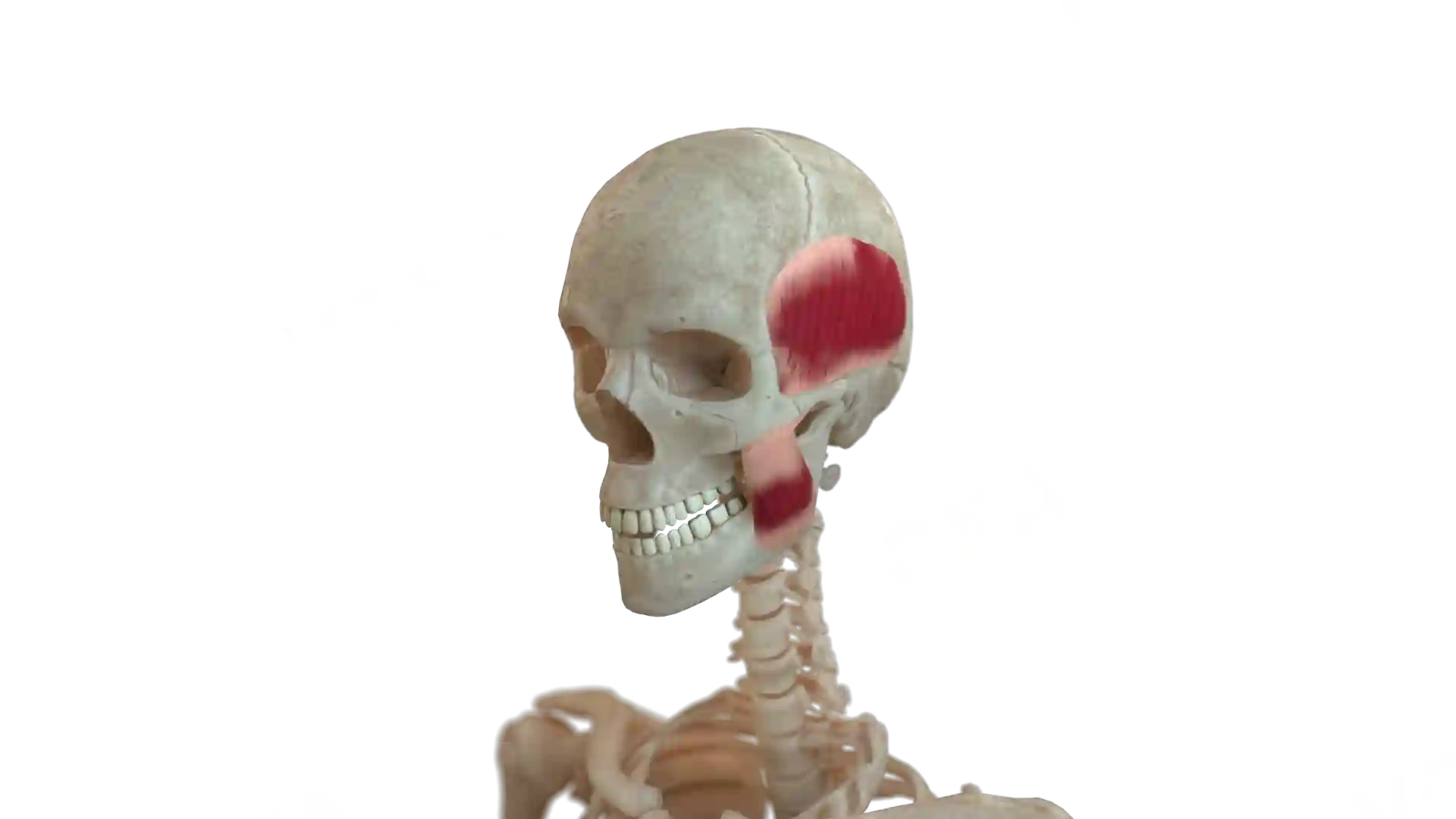 Head muscles image