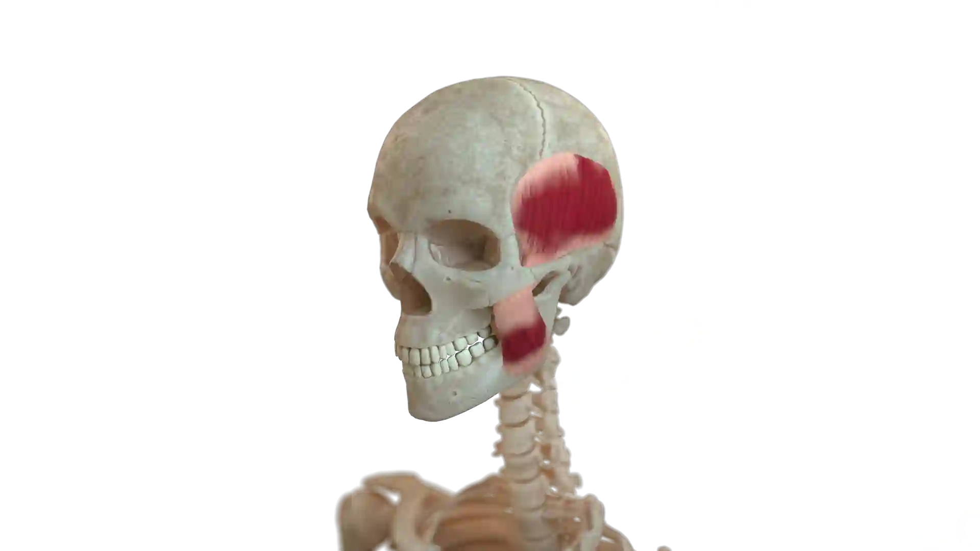 Head muscles image