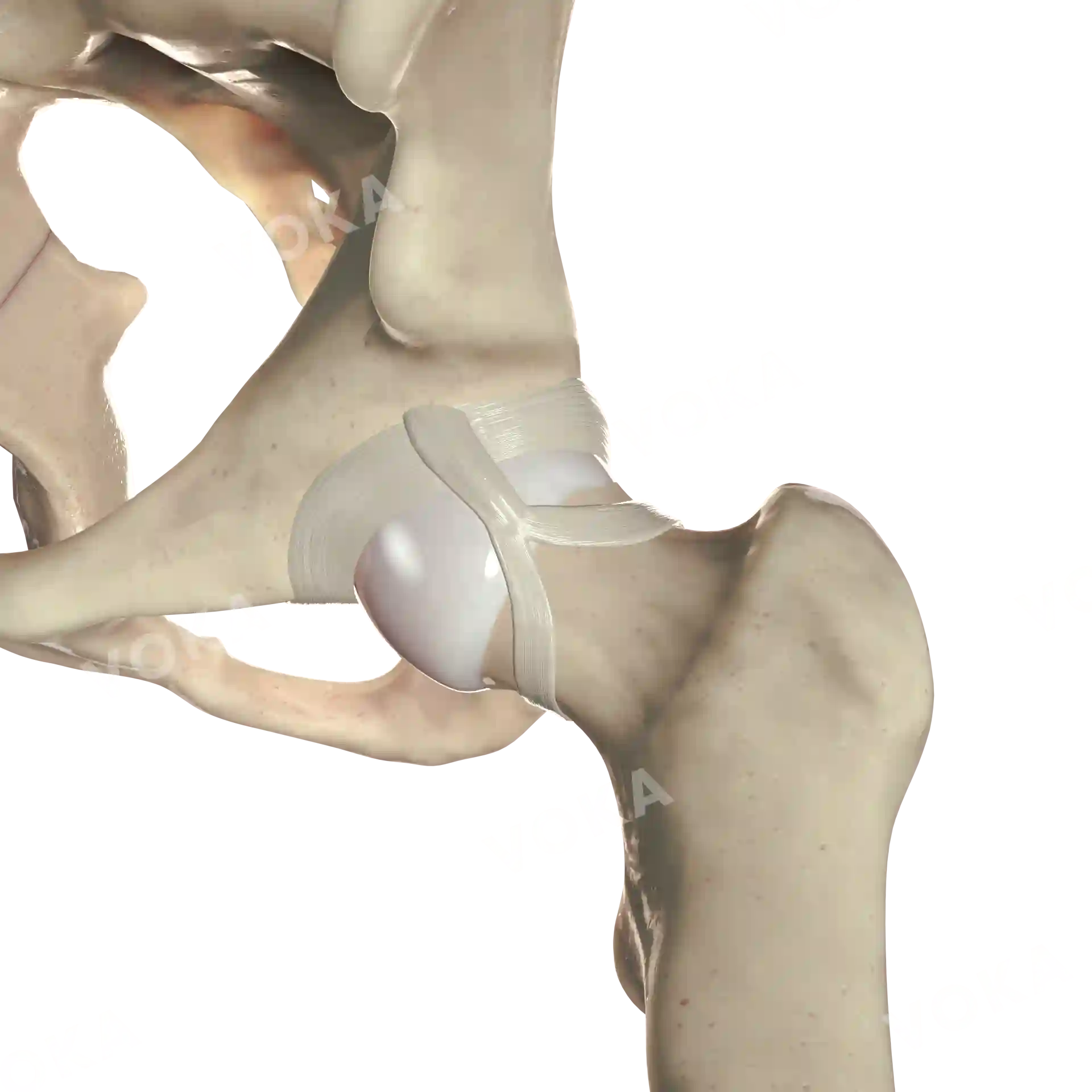 Hip joint image