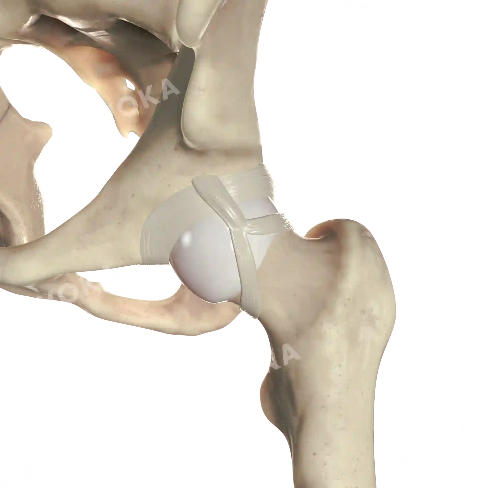 Hip joint image