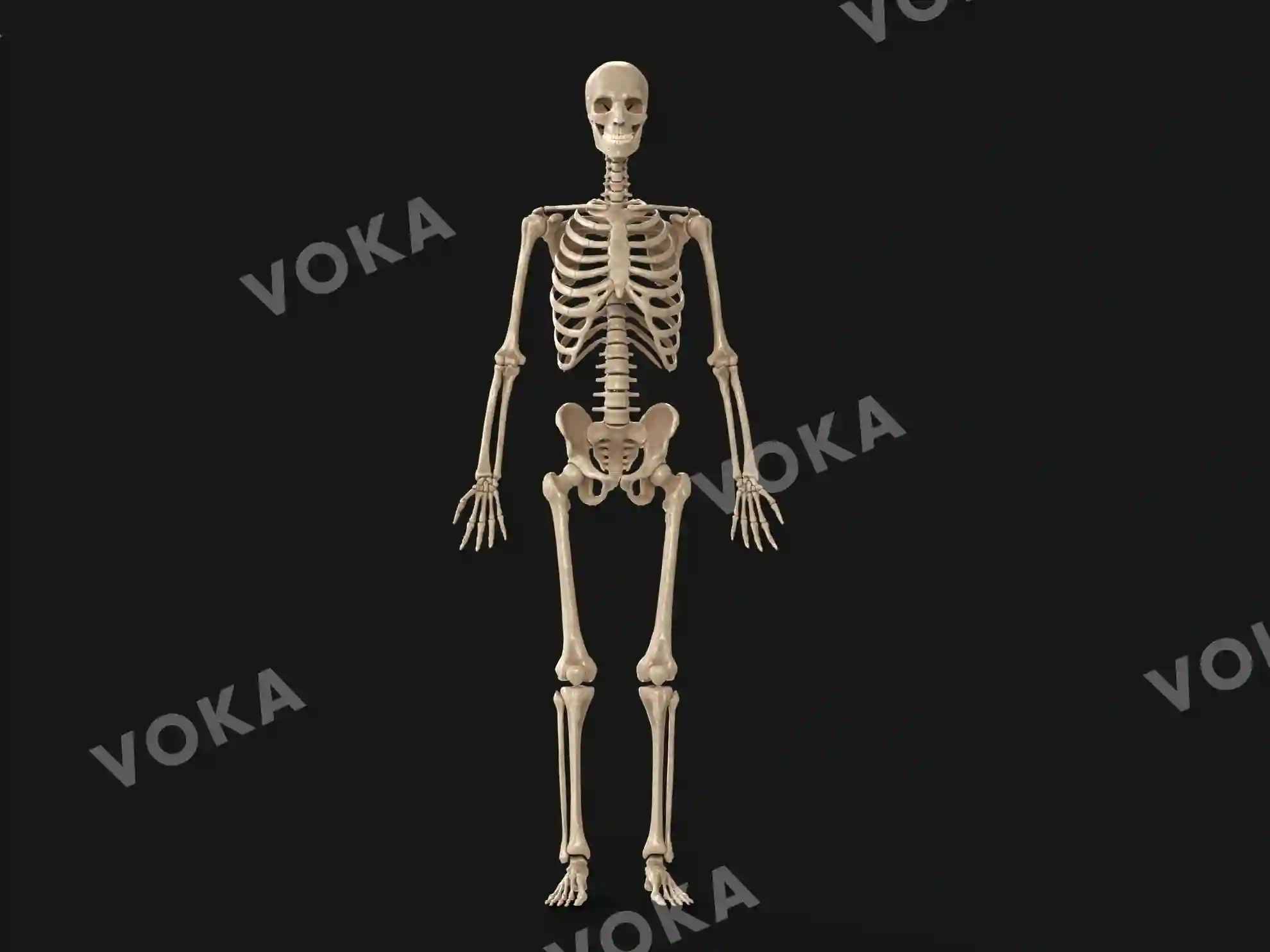 Human skeleton image