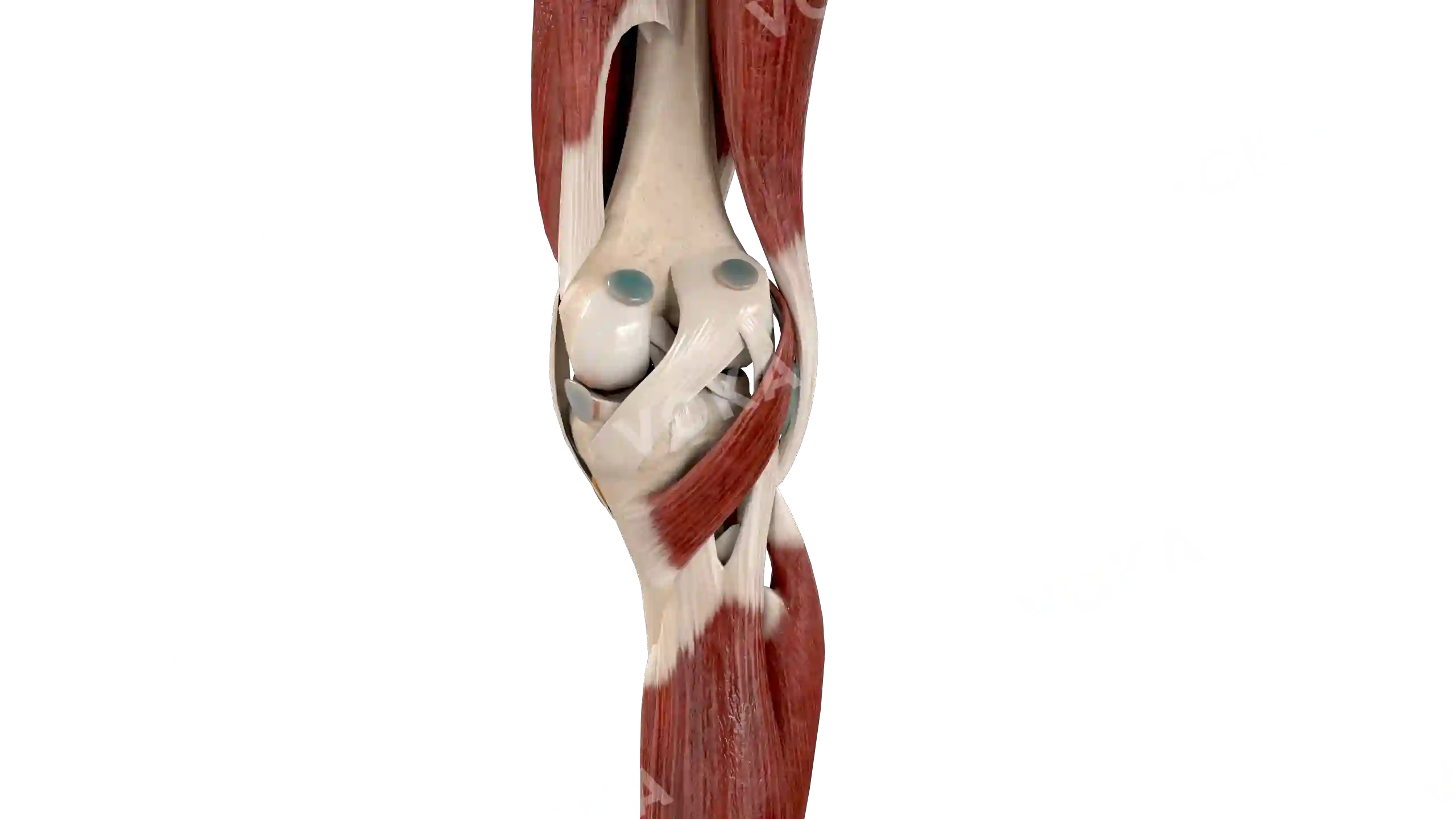 Knee with muscles, right image