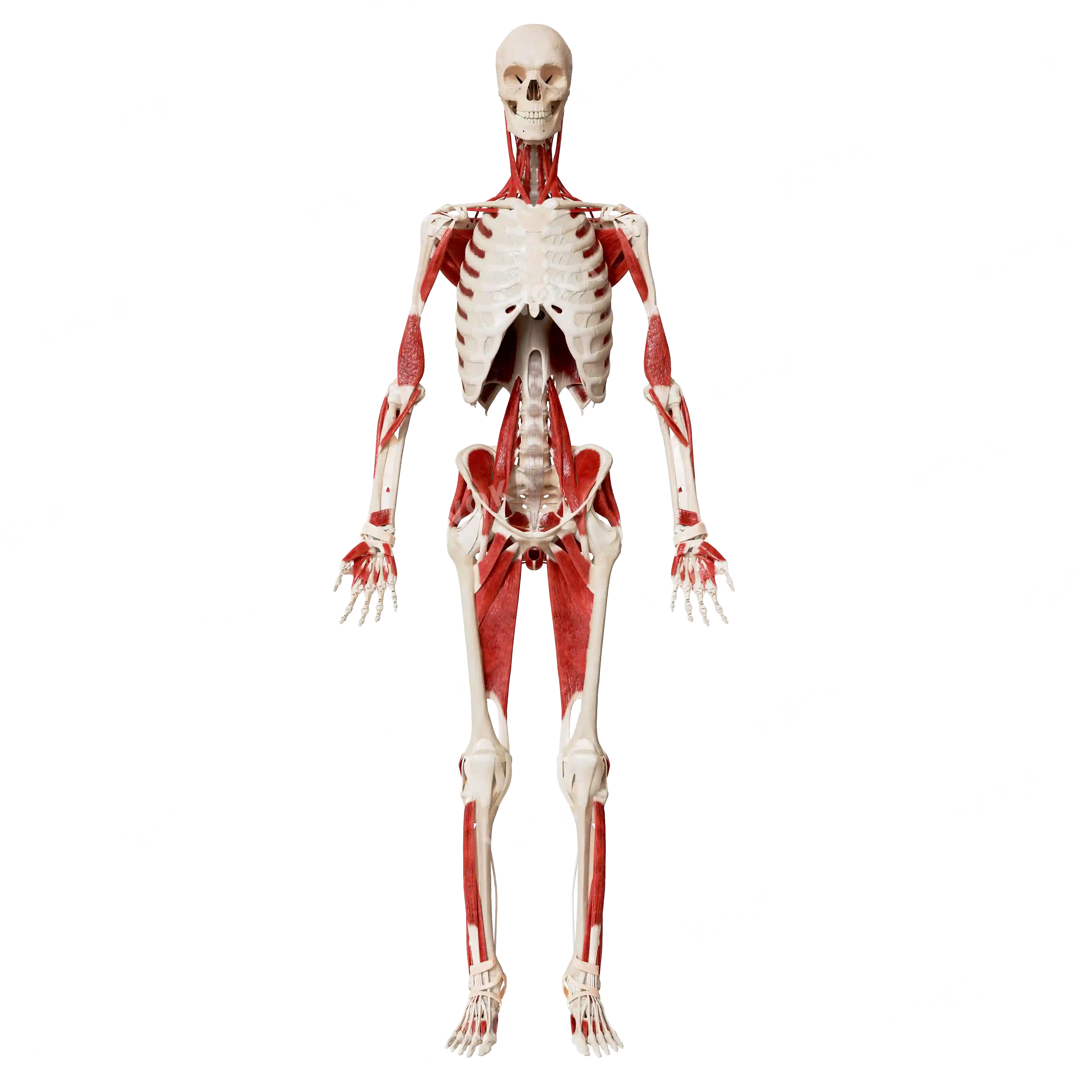 Male skeleton with muscles image