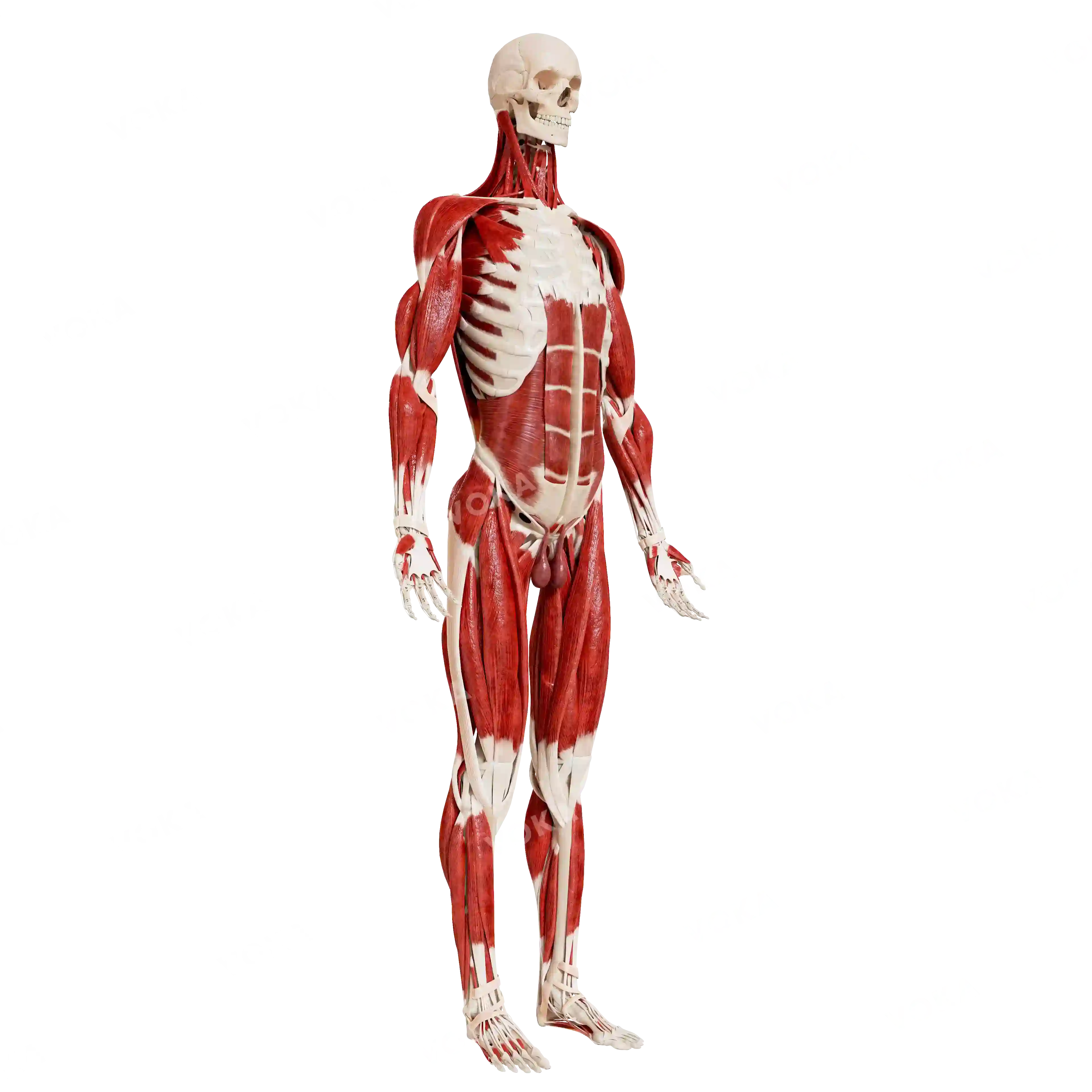 Male skeleton with muscles image