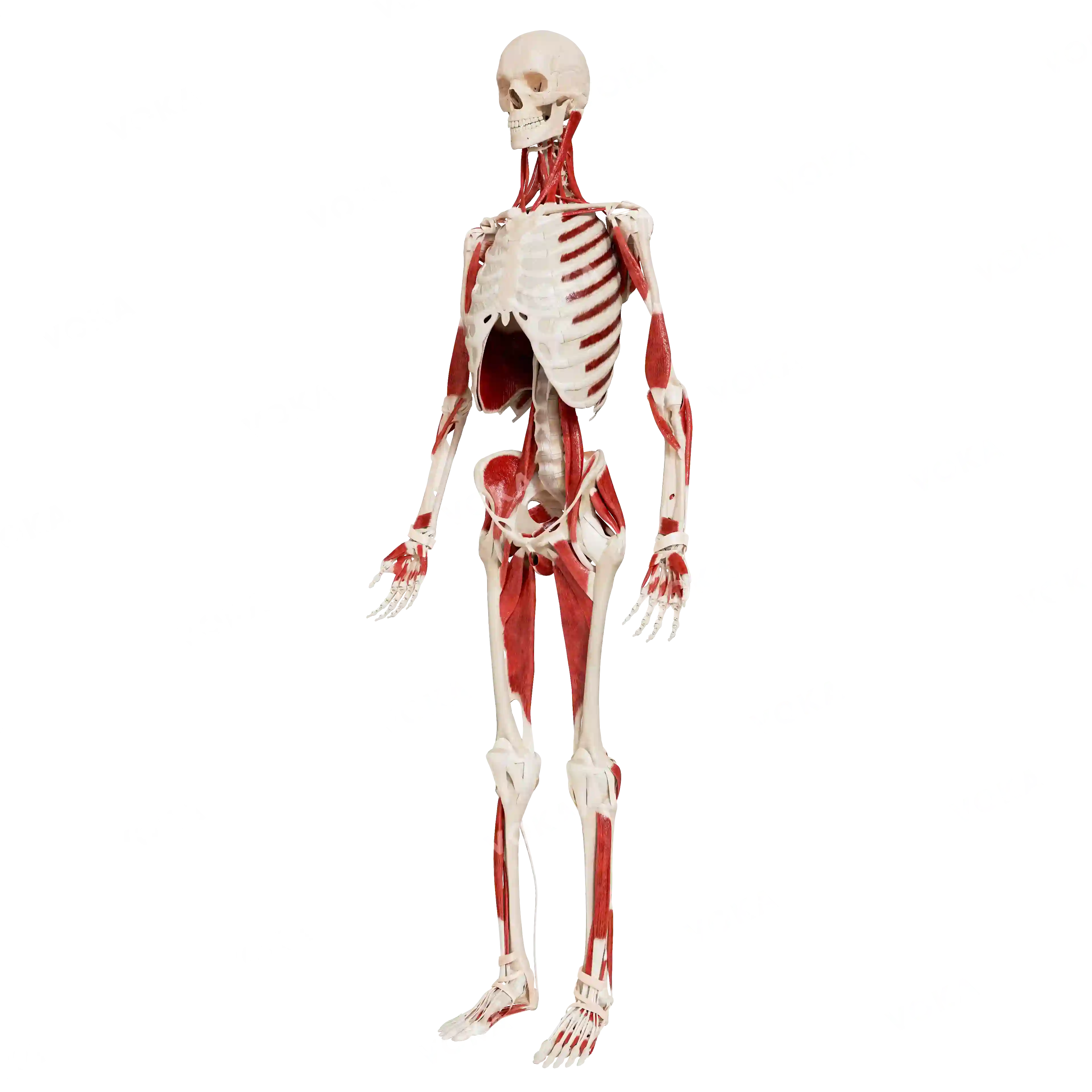 Male skeleton with muscles image