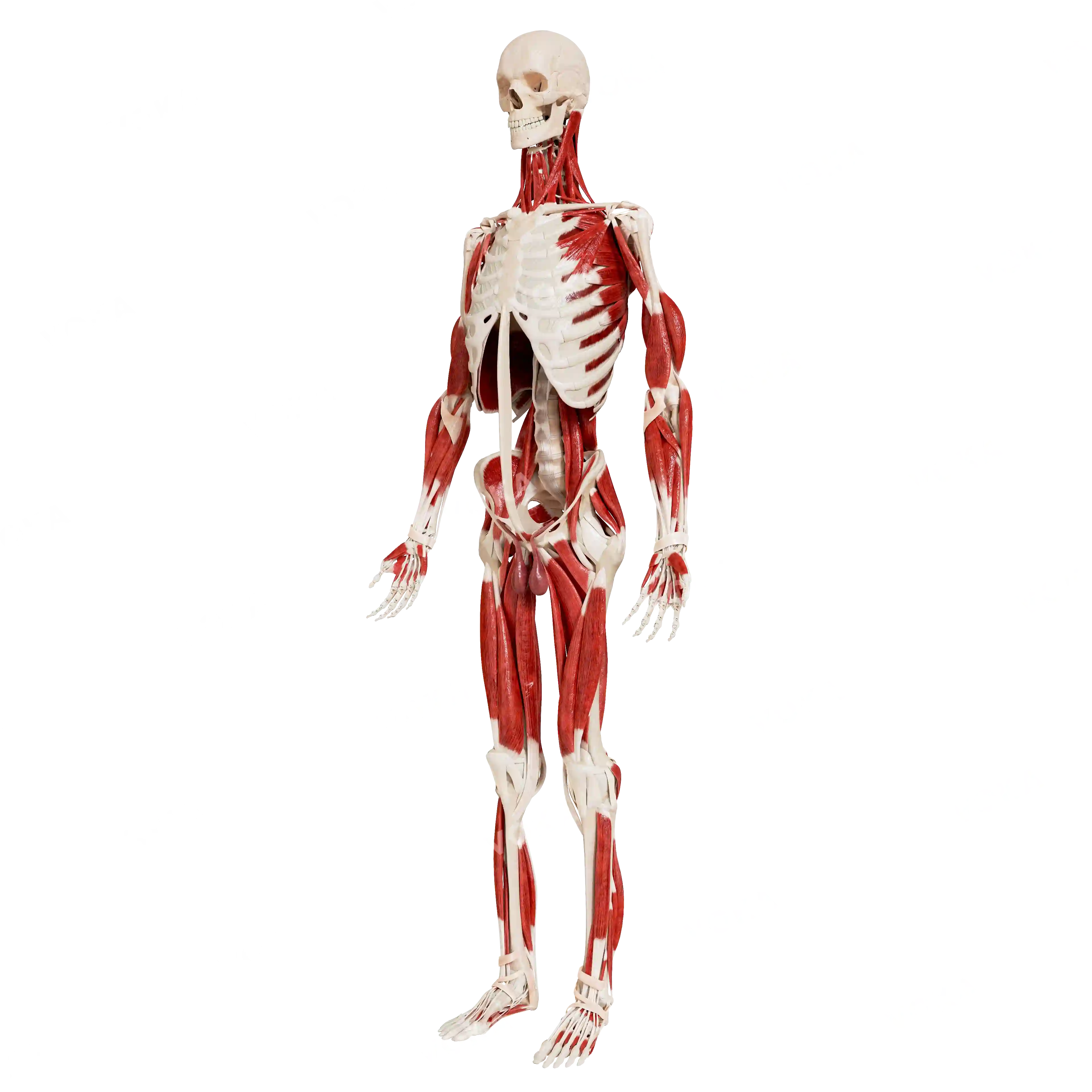 Male skeleton with muscles image