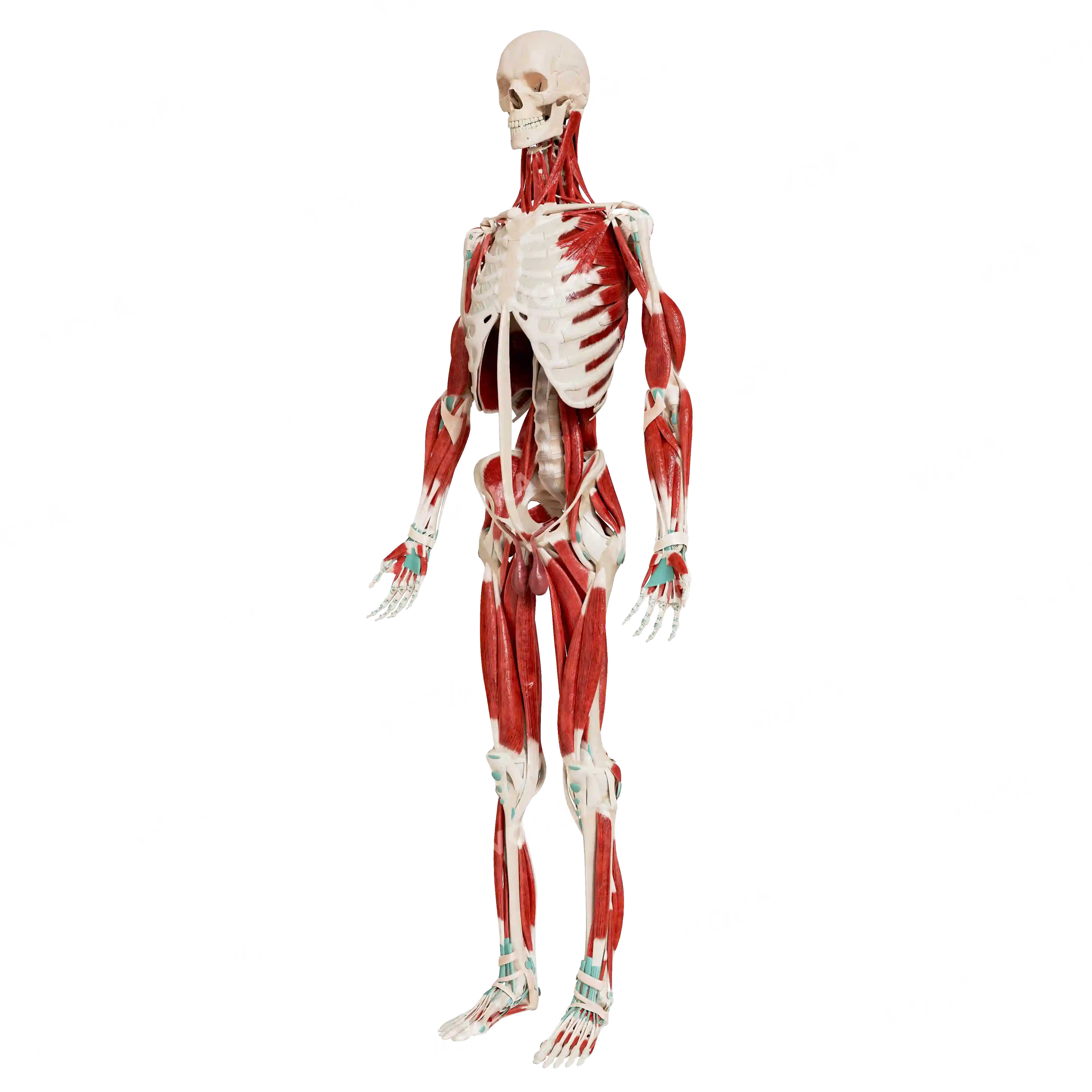 Male skeleton with muscles image