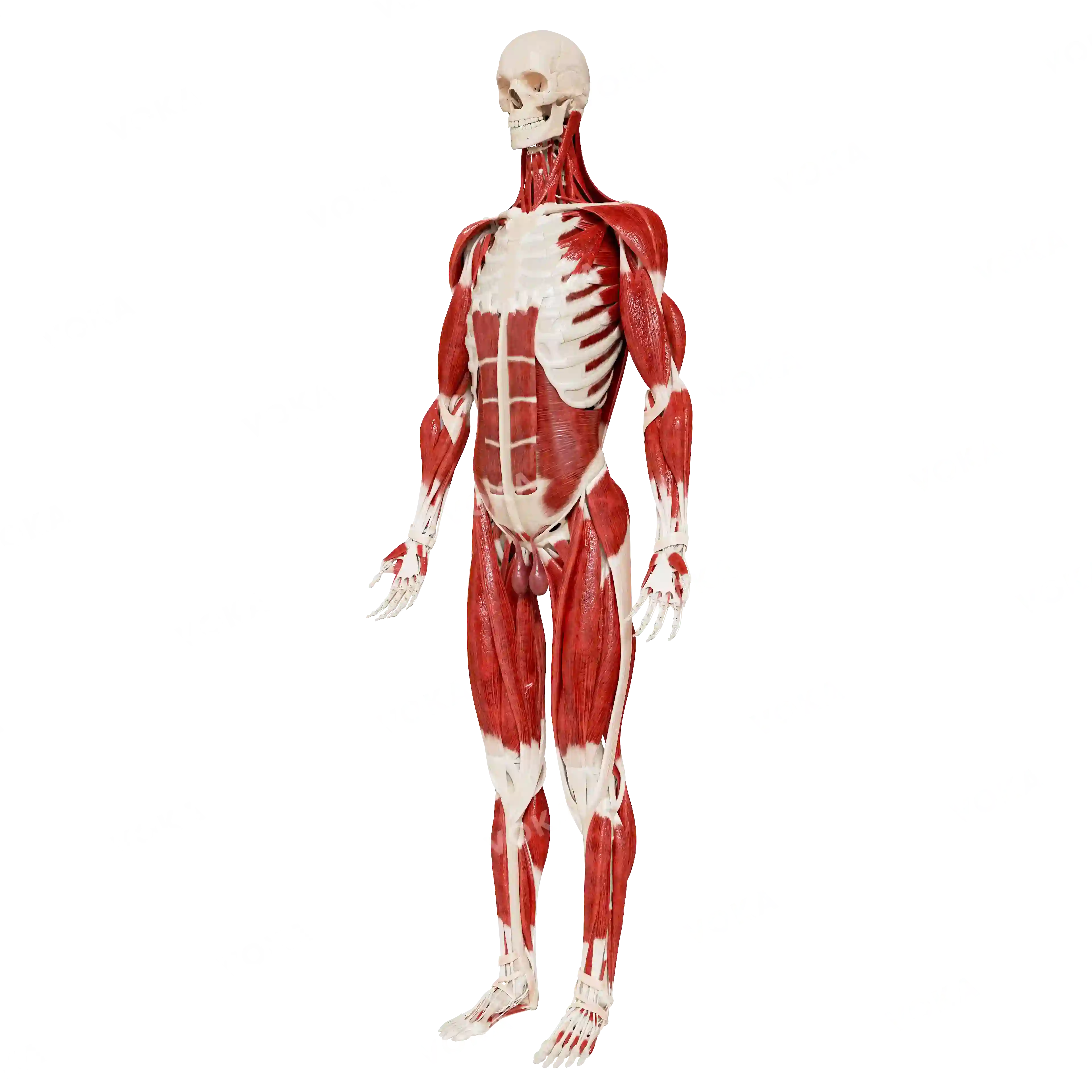 Male skeleton with muscles image