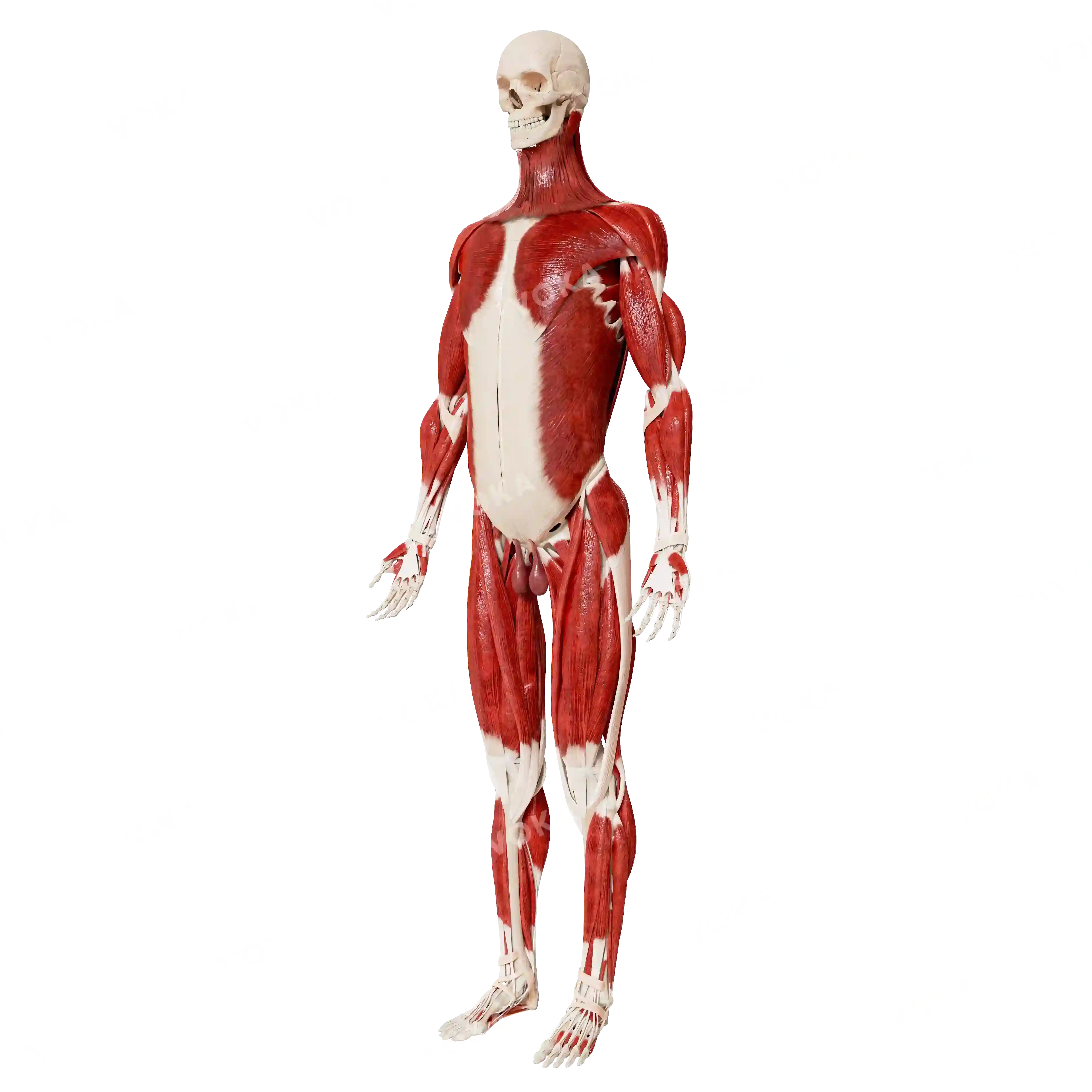 Male skeleton with muscles image