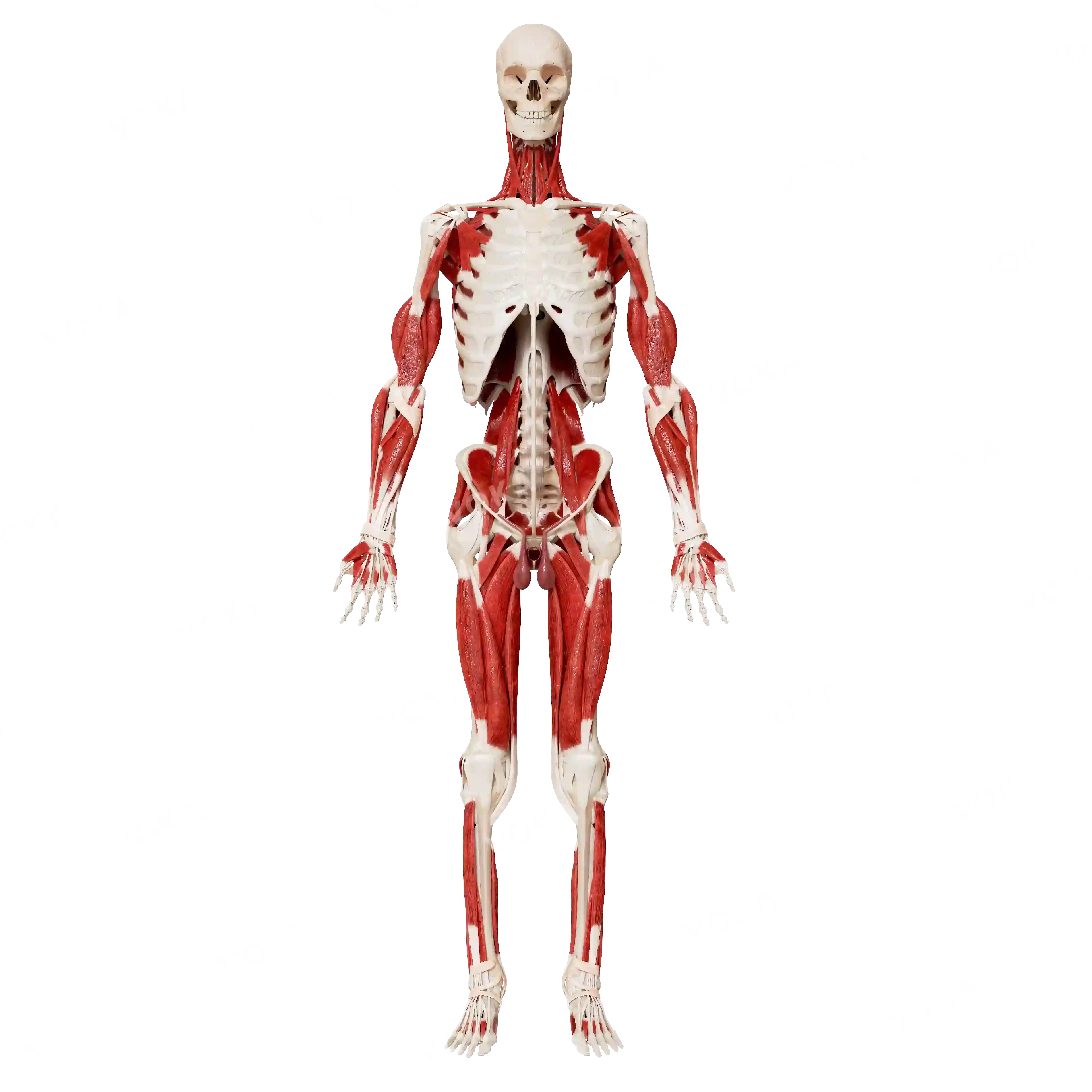 Male skeleton with muscles image