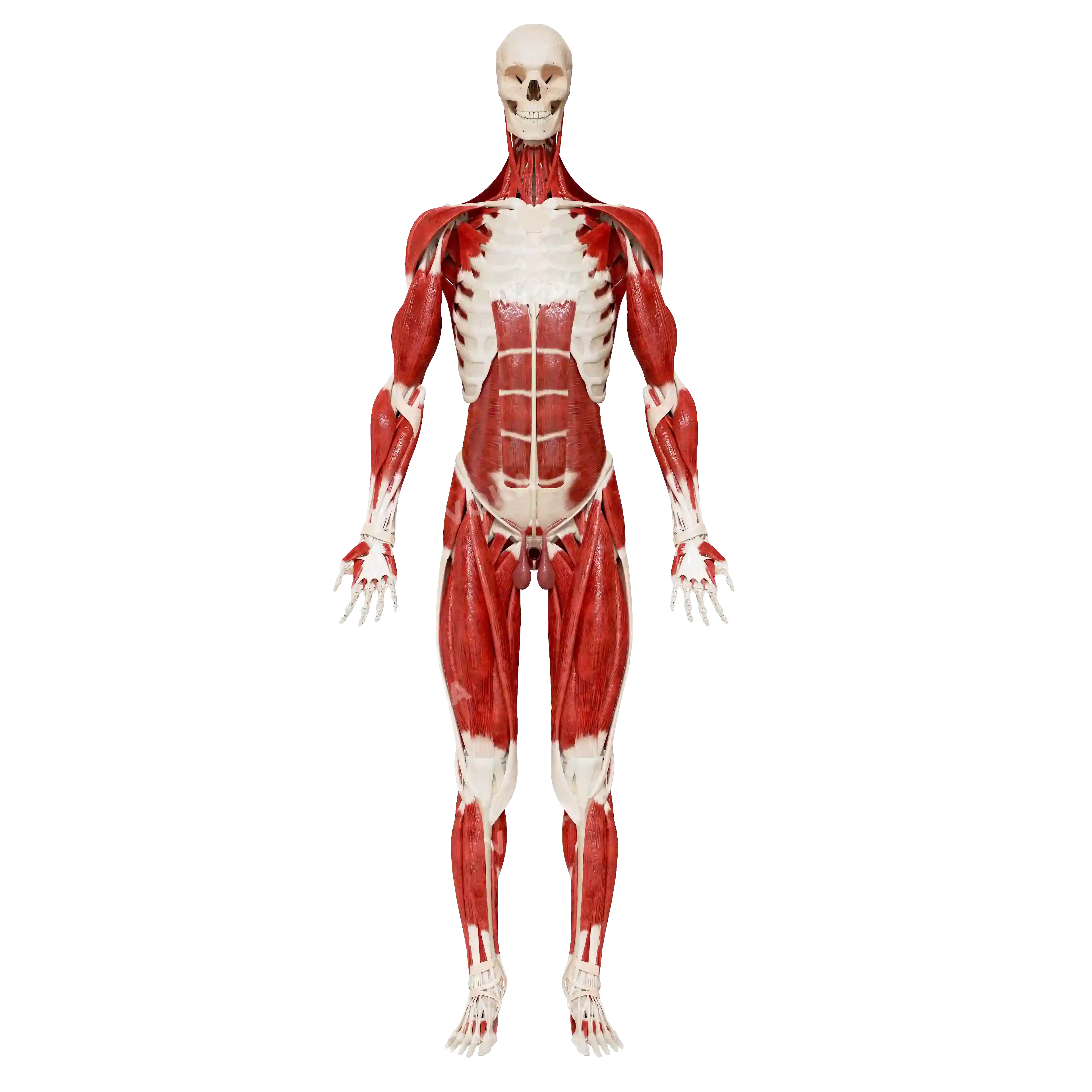 Male skeleton with muscles image