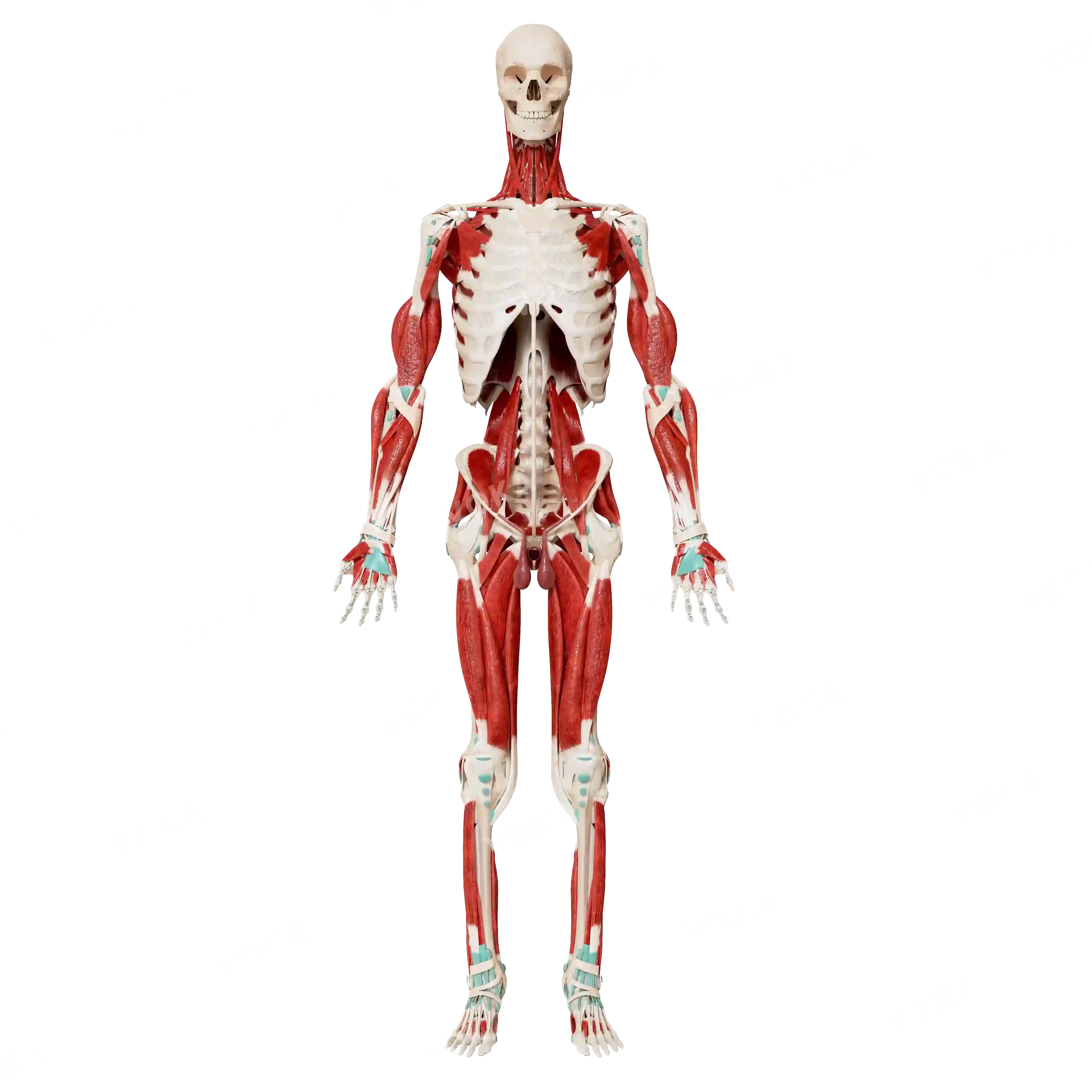 Male skeleton with muscles image