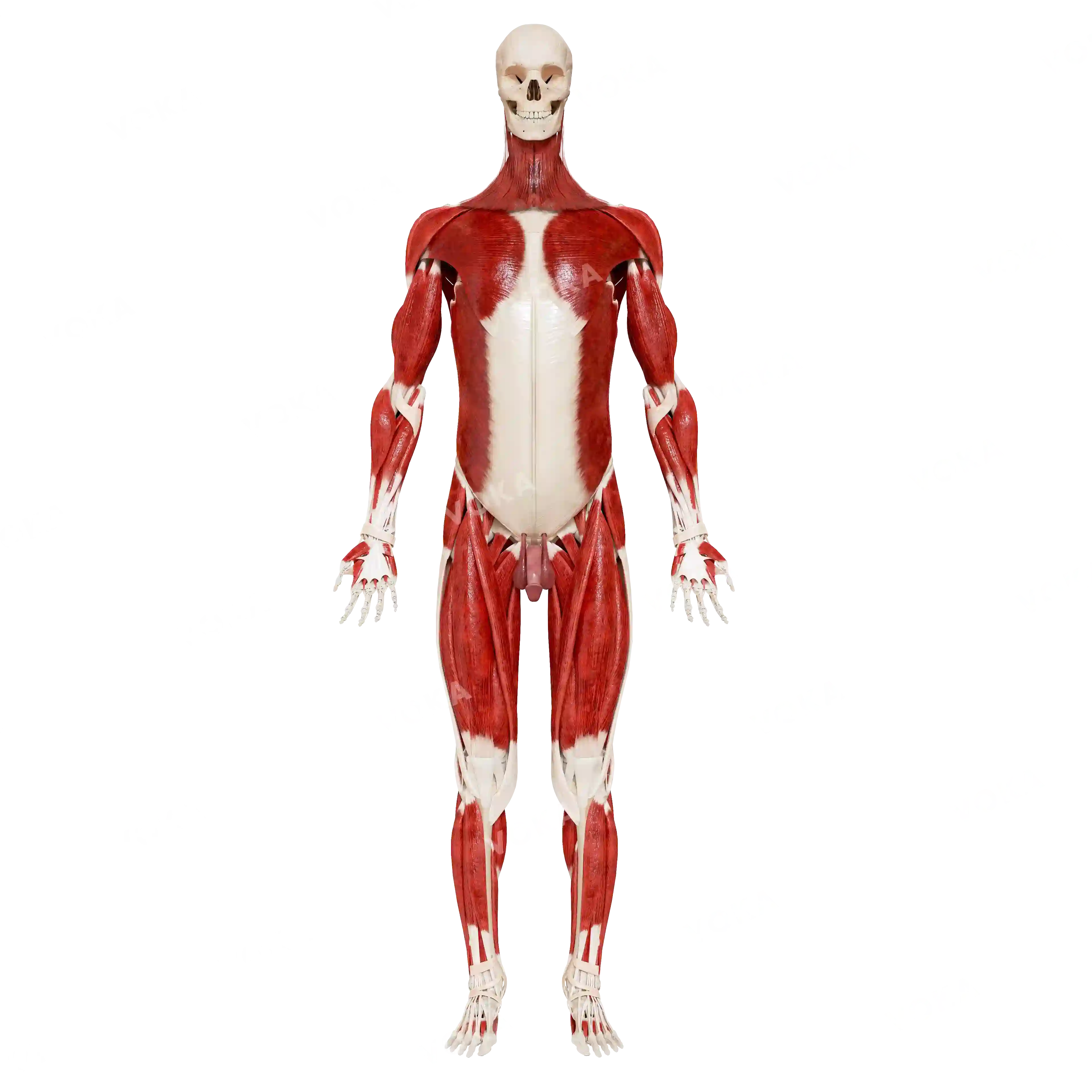 Male skeleton with muscles image