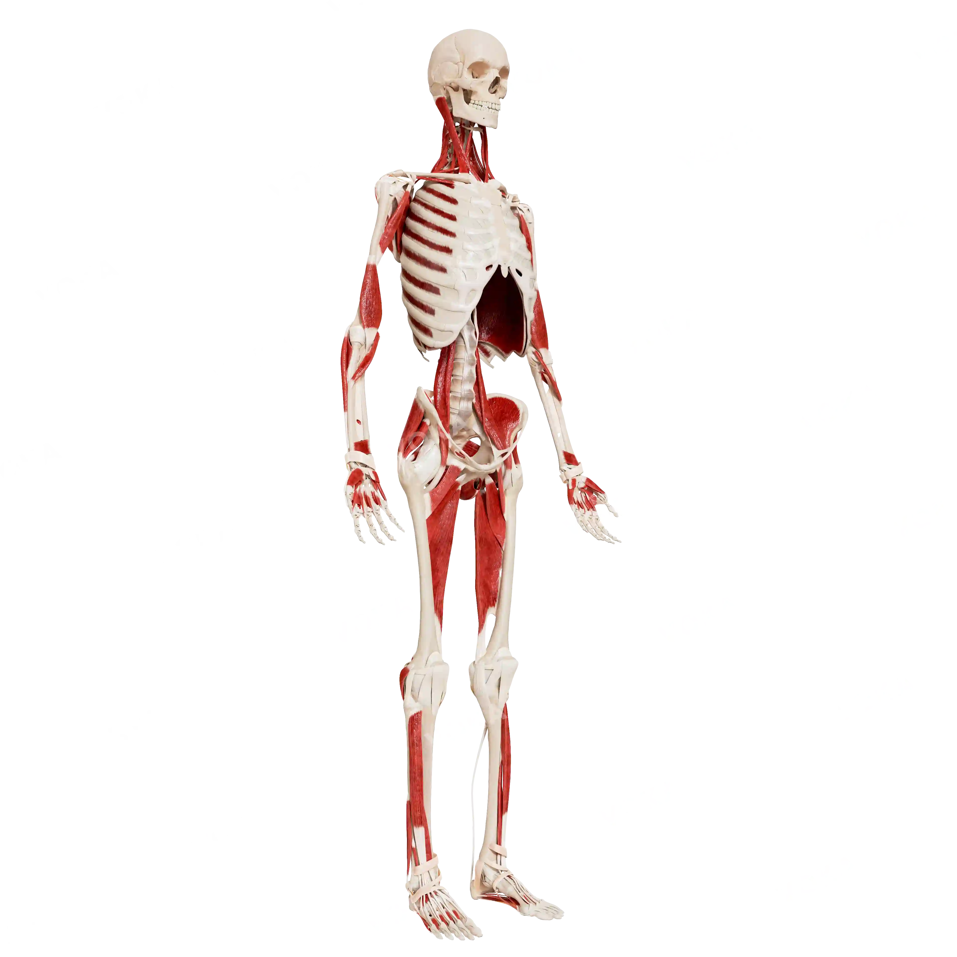 Male skeleton with muscles image