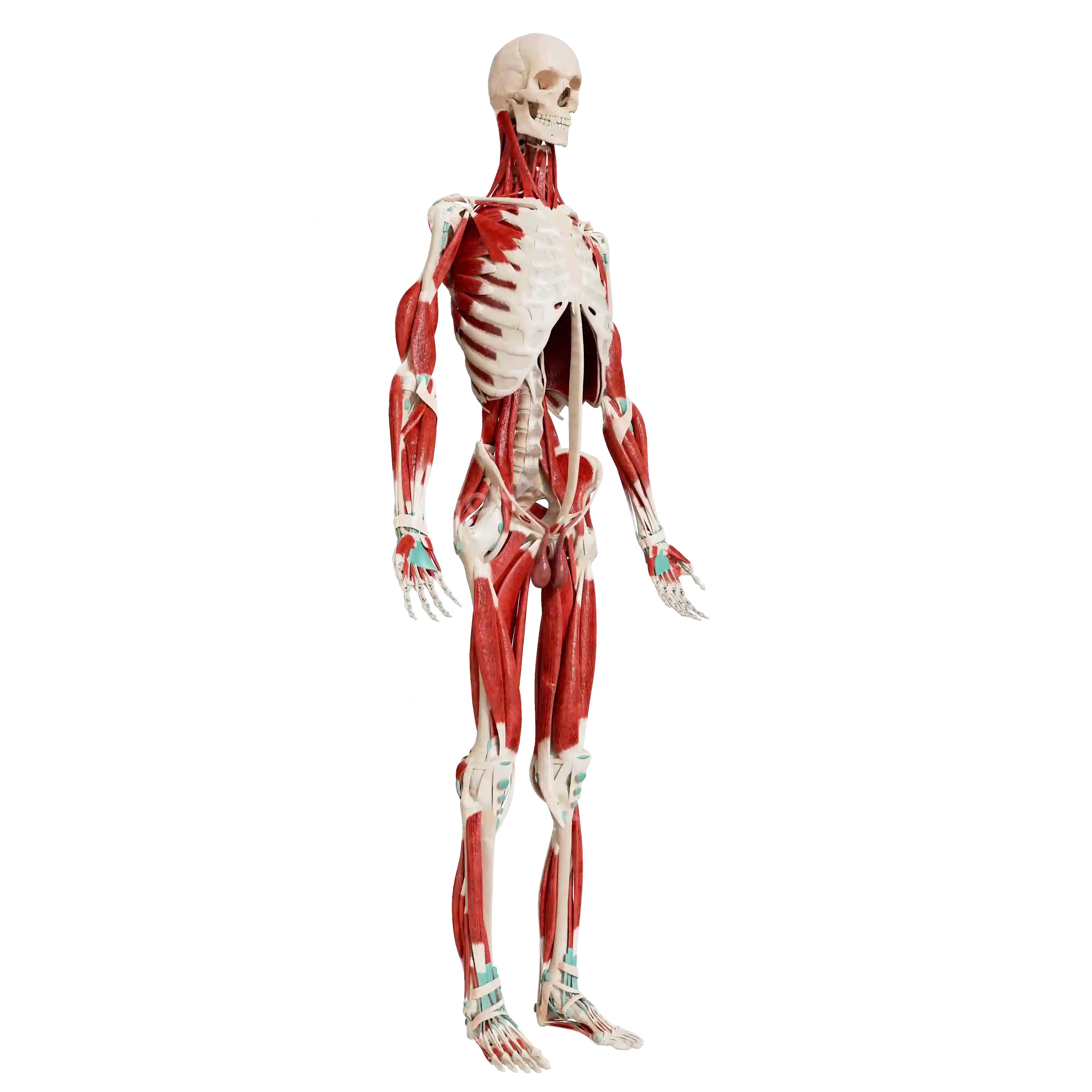 Male skeleton with muscles image
