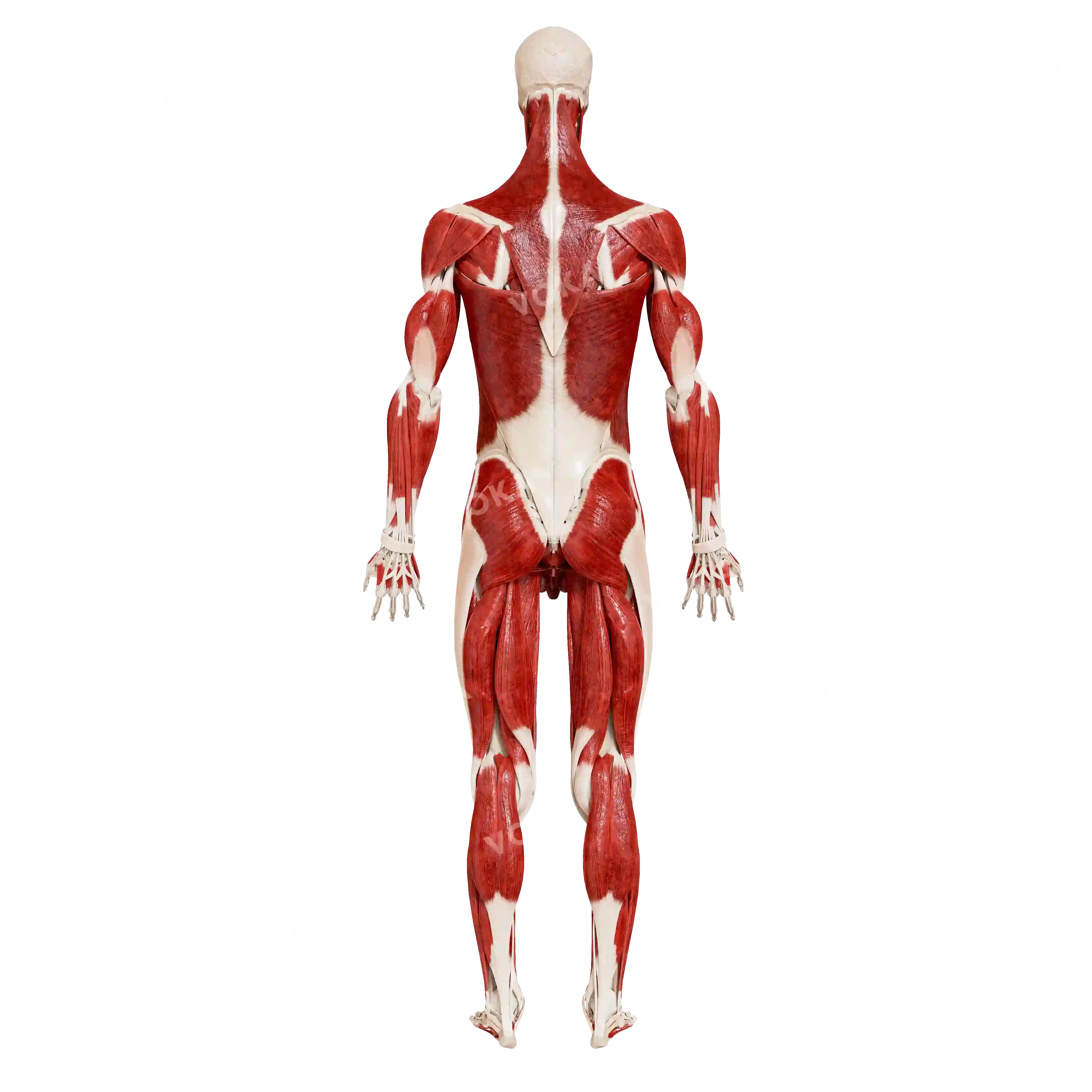 Male skeleton with muscles, from behind image