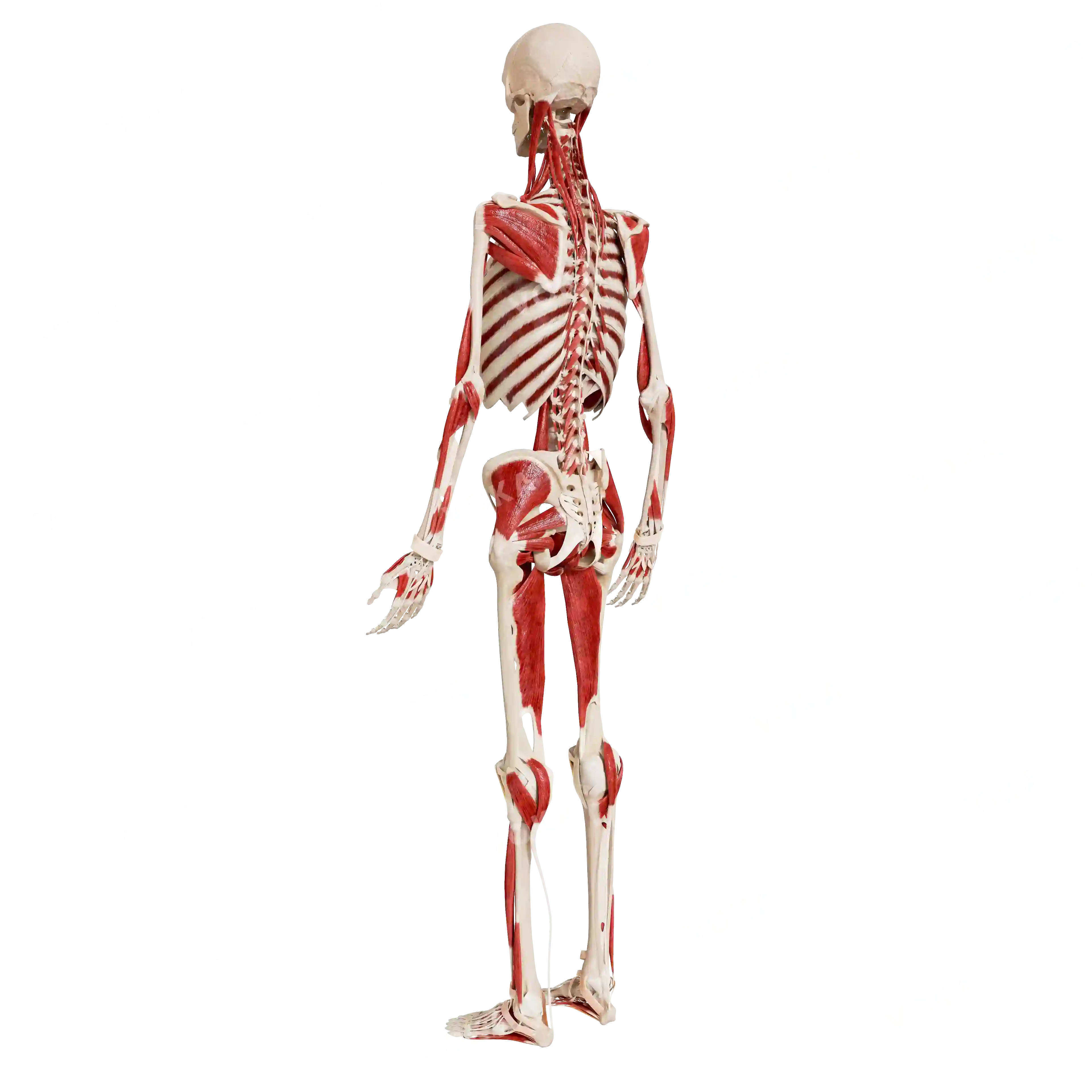 Male skeleton with muscles, from behind image