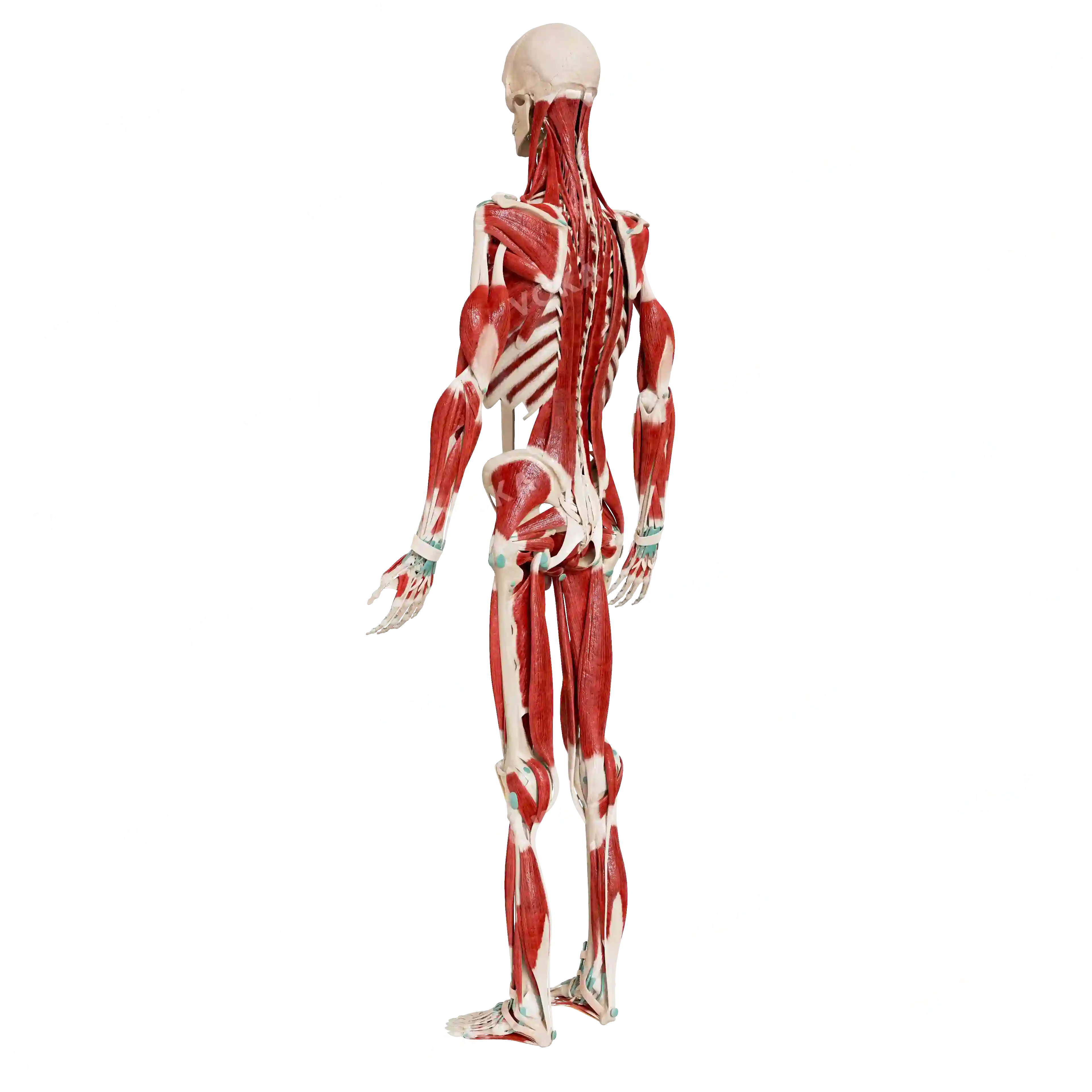 Male skeleton with muscles, from behind image