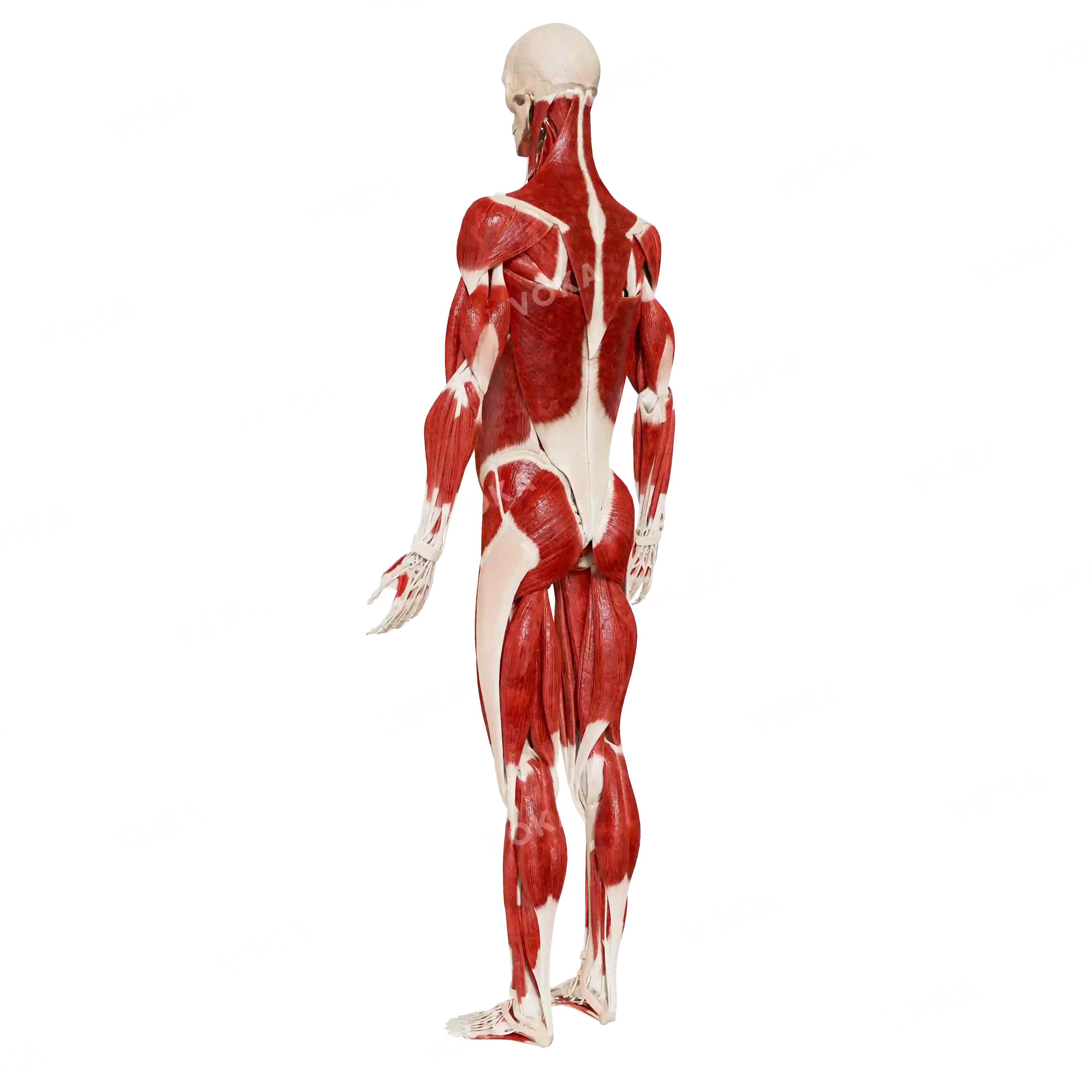 Male skeleton with muscles, from behind image