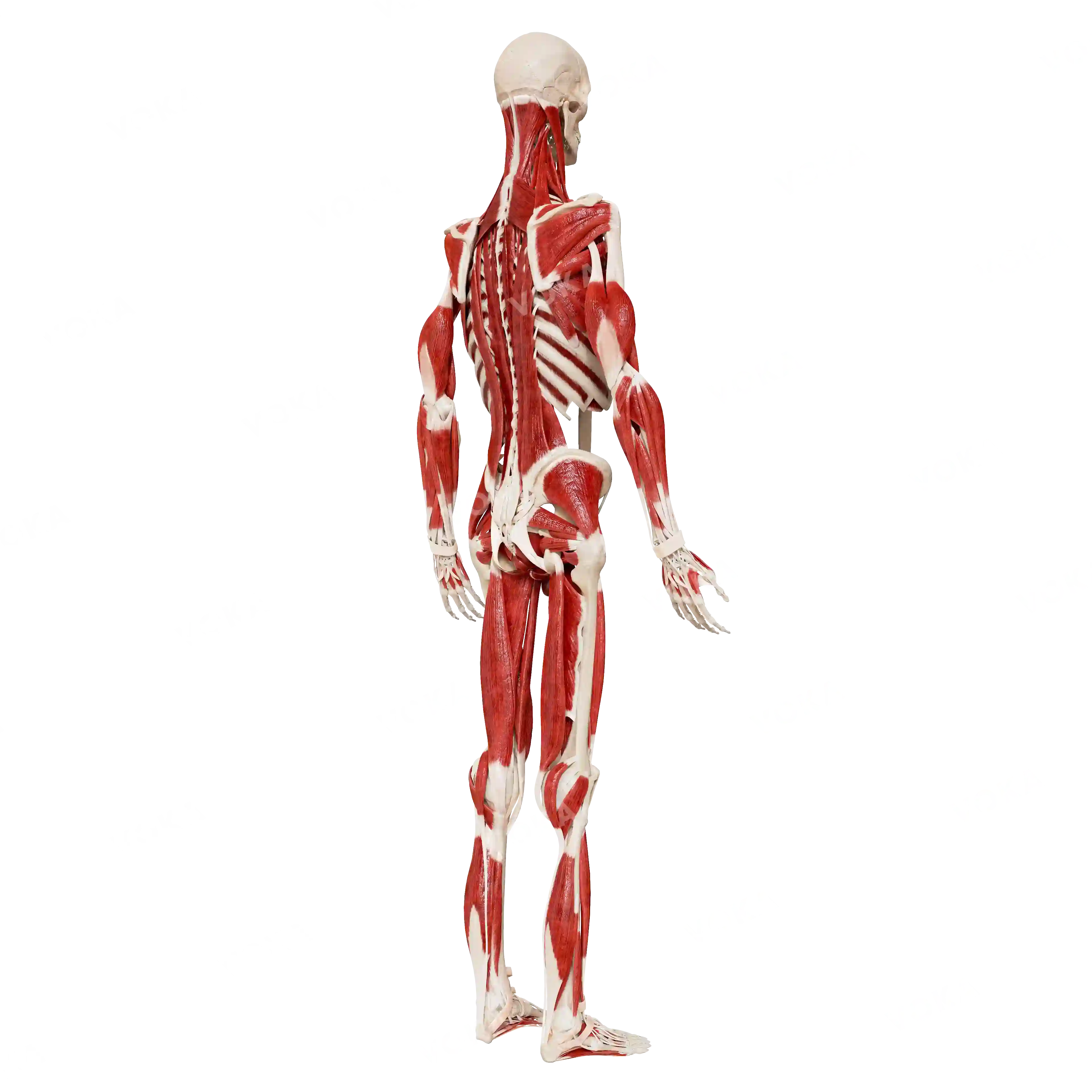 Male skeleton with muscles, from behind image