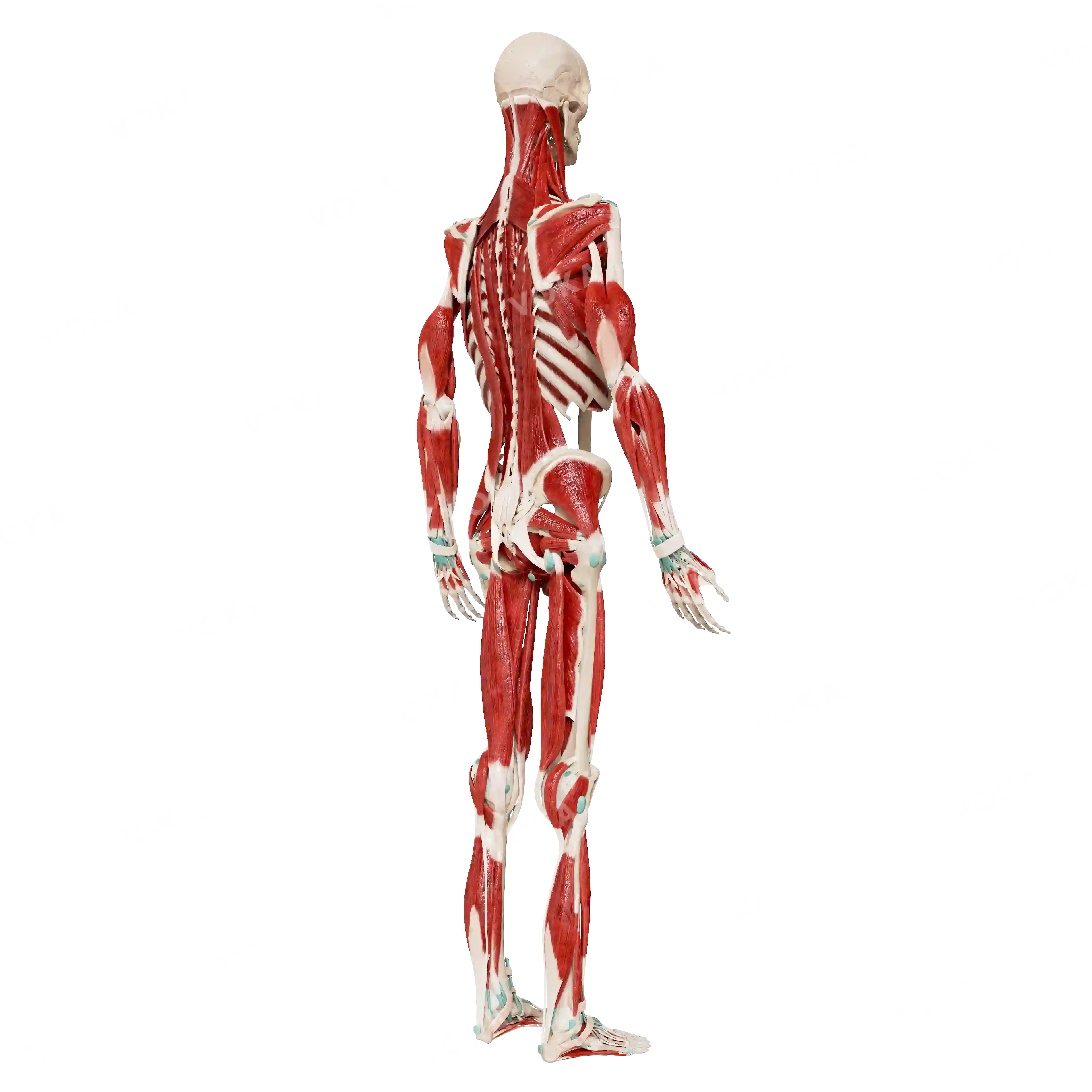 Male skeleton with muscles, from behind image