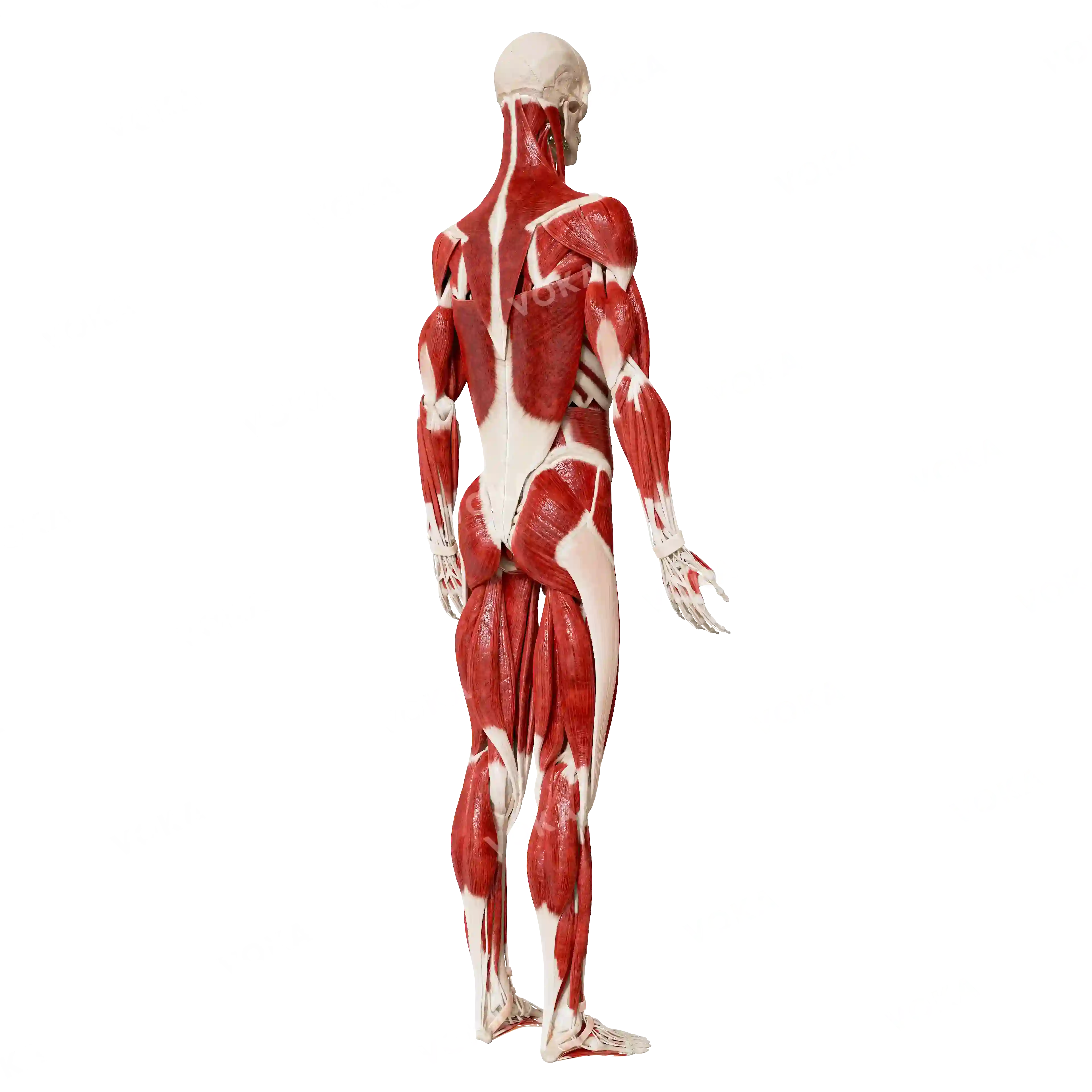 Male skeleton with muscles, from behind image