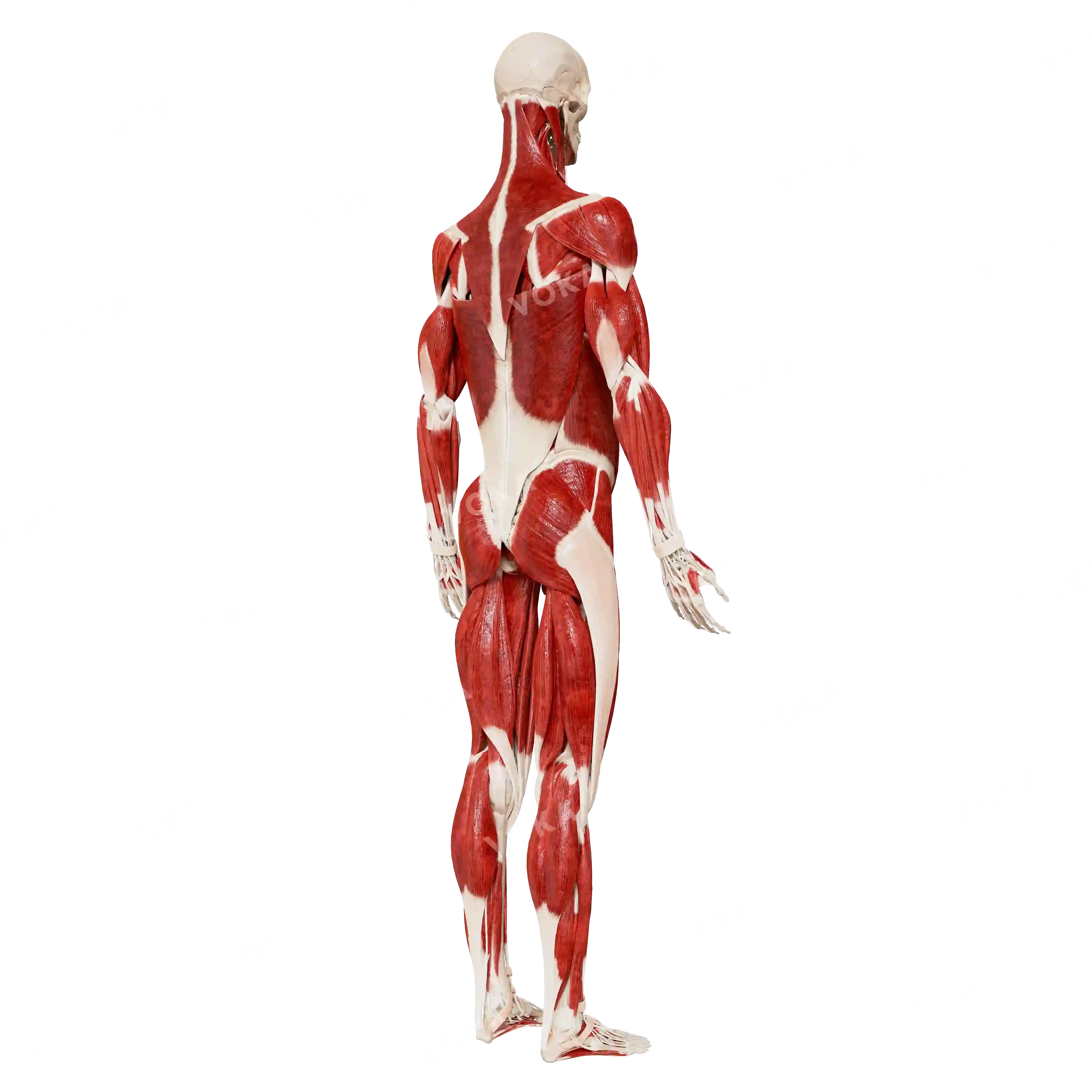 Male skeleton with muscles, from behind image