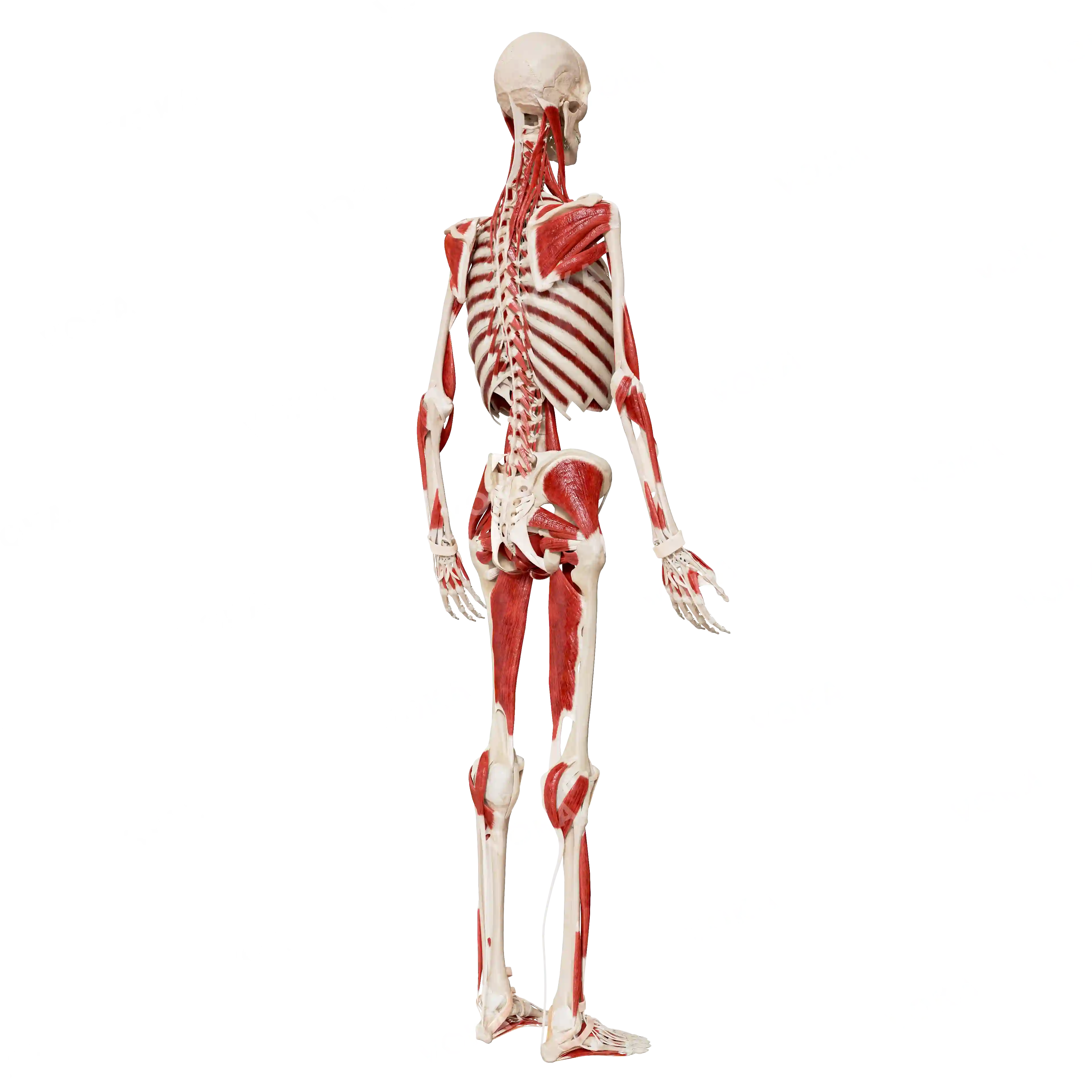 Male skeleton with muscles, from behind image