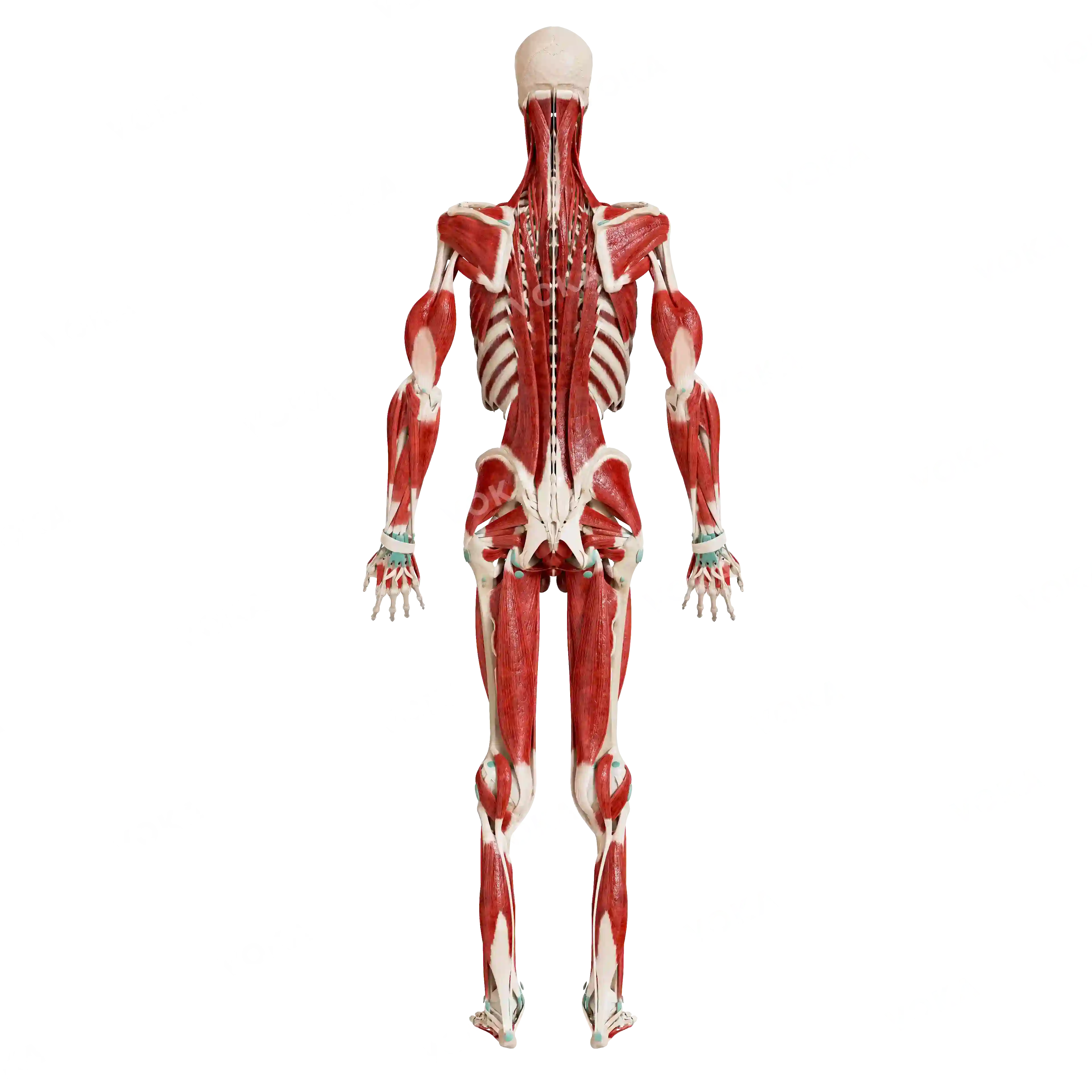 Male skeleton with muscles, from behind image