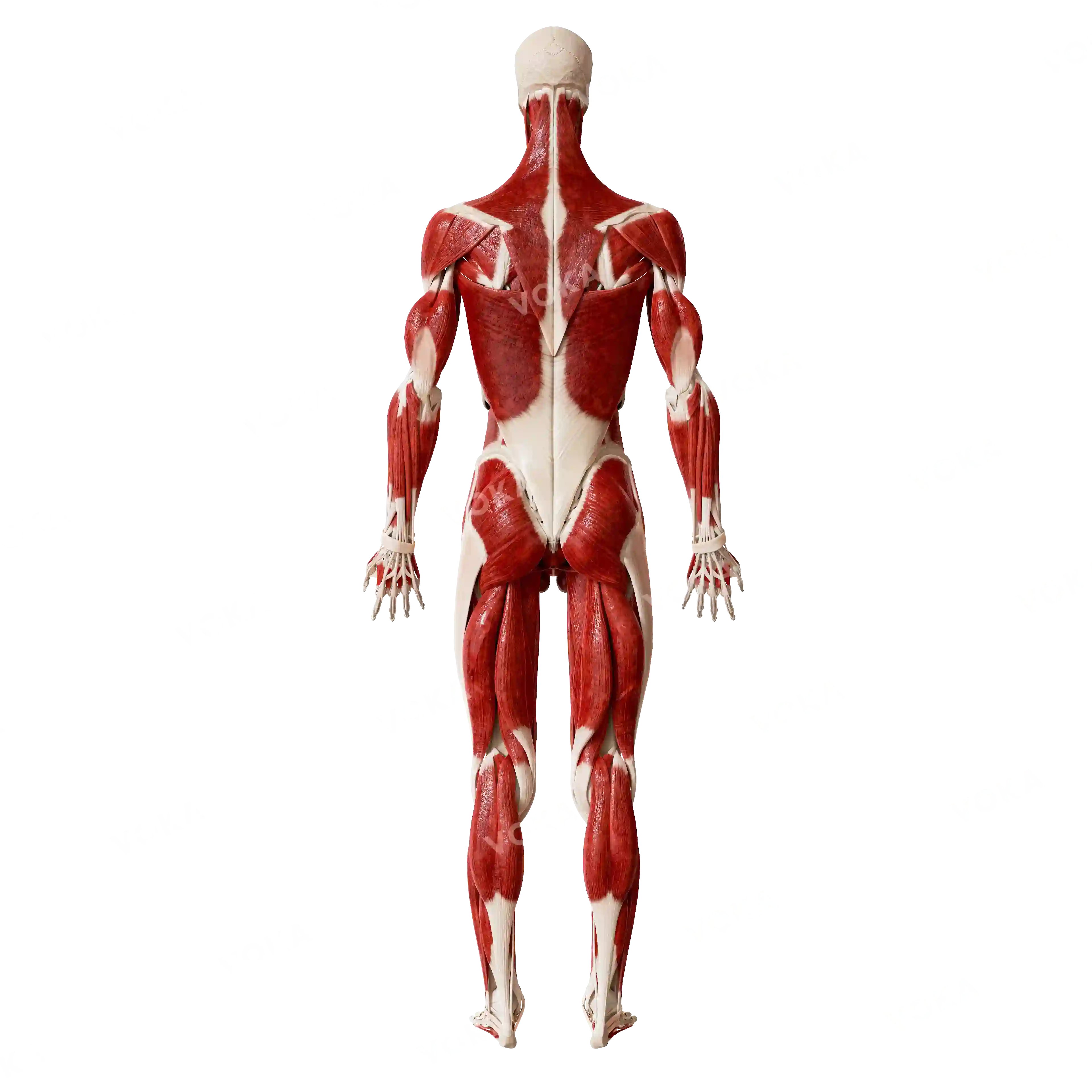 Male skeleton with muscles, from behind image