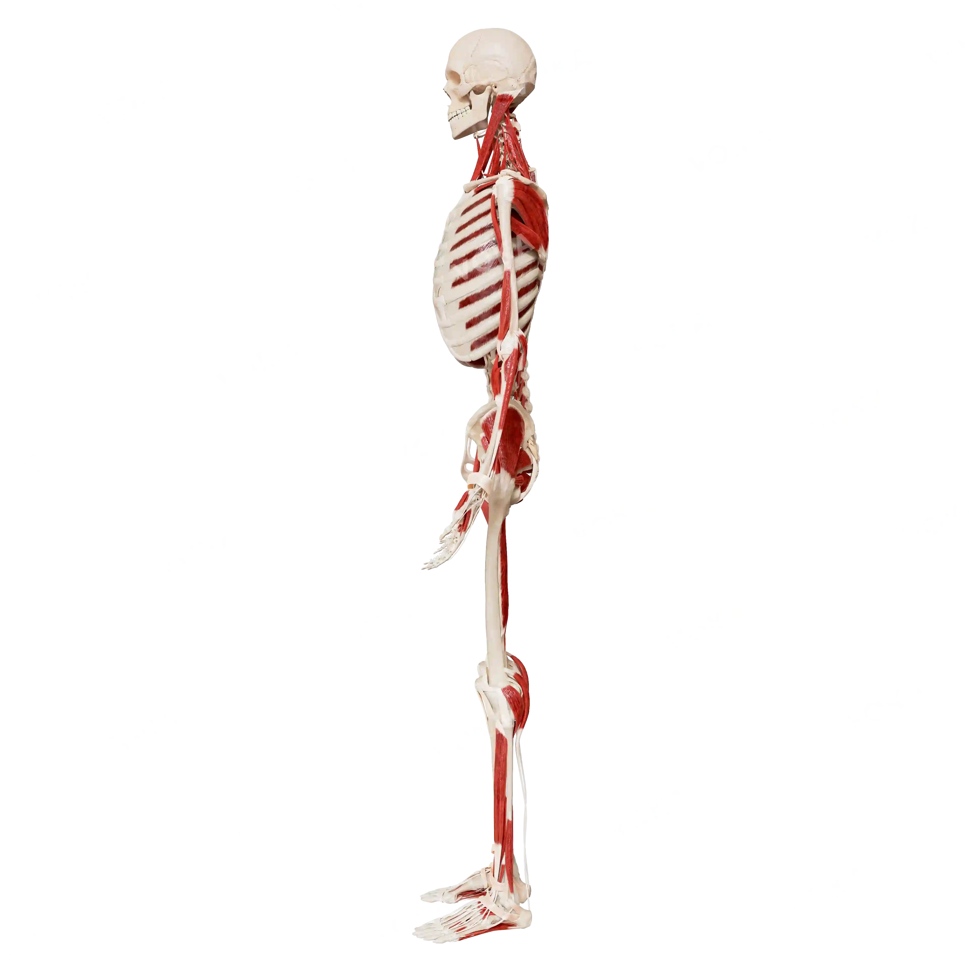 Male skeleton with muscles, from the side image