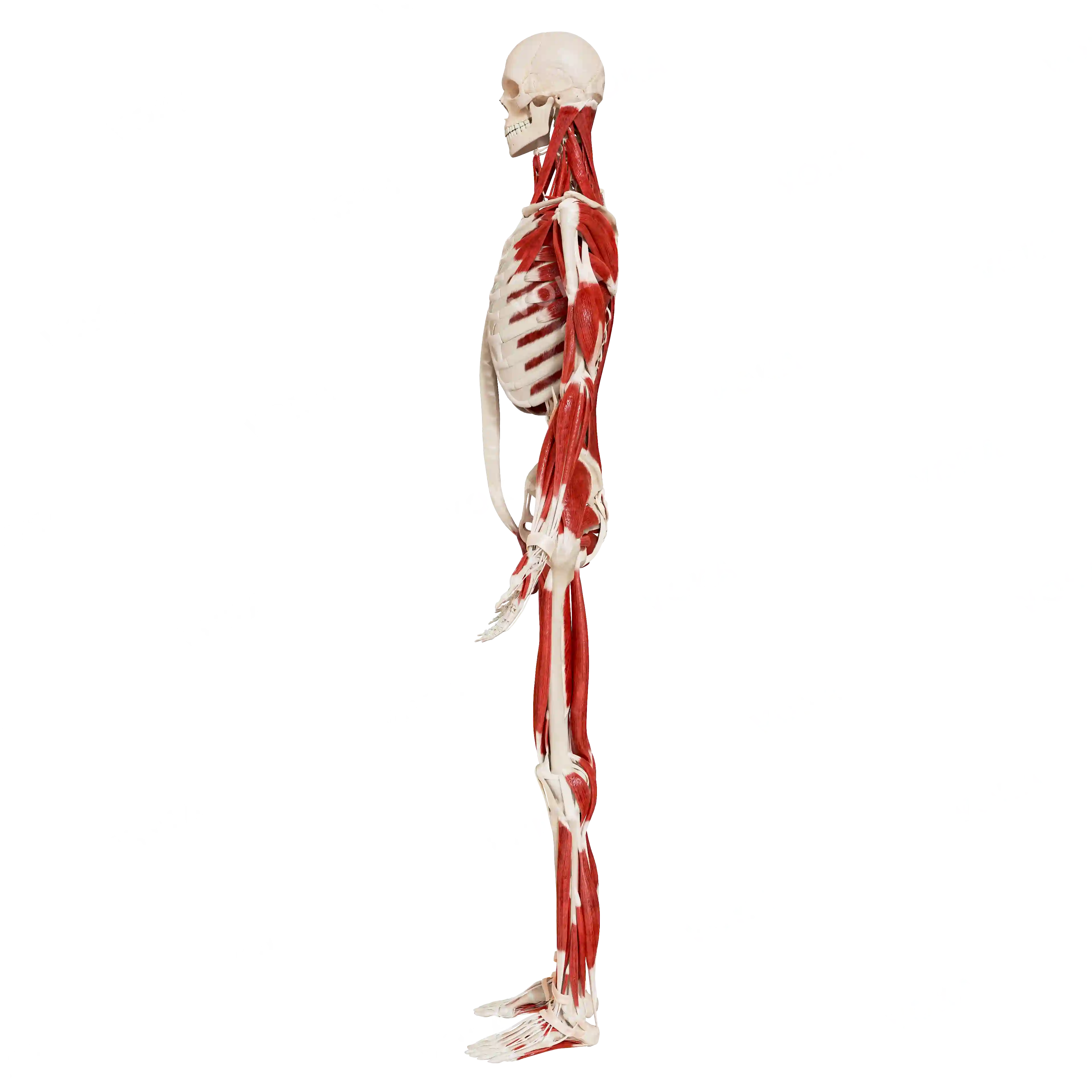 Male skeleton with muscles, from the side image