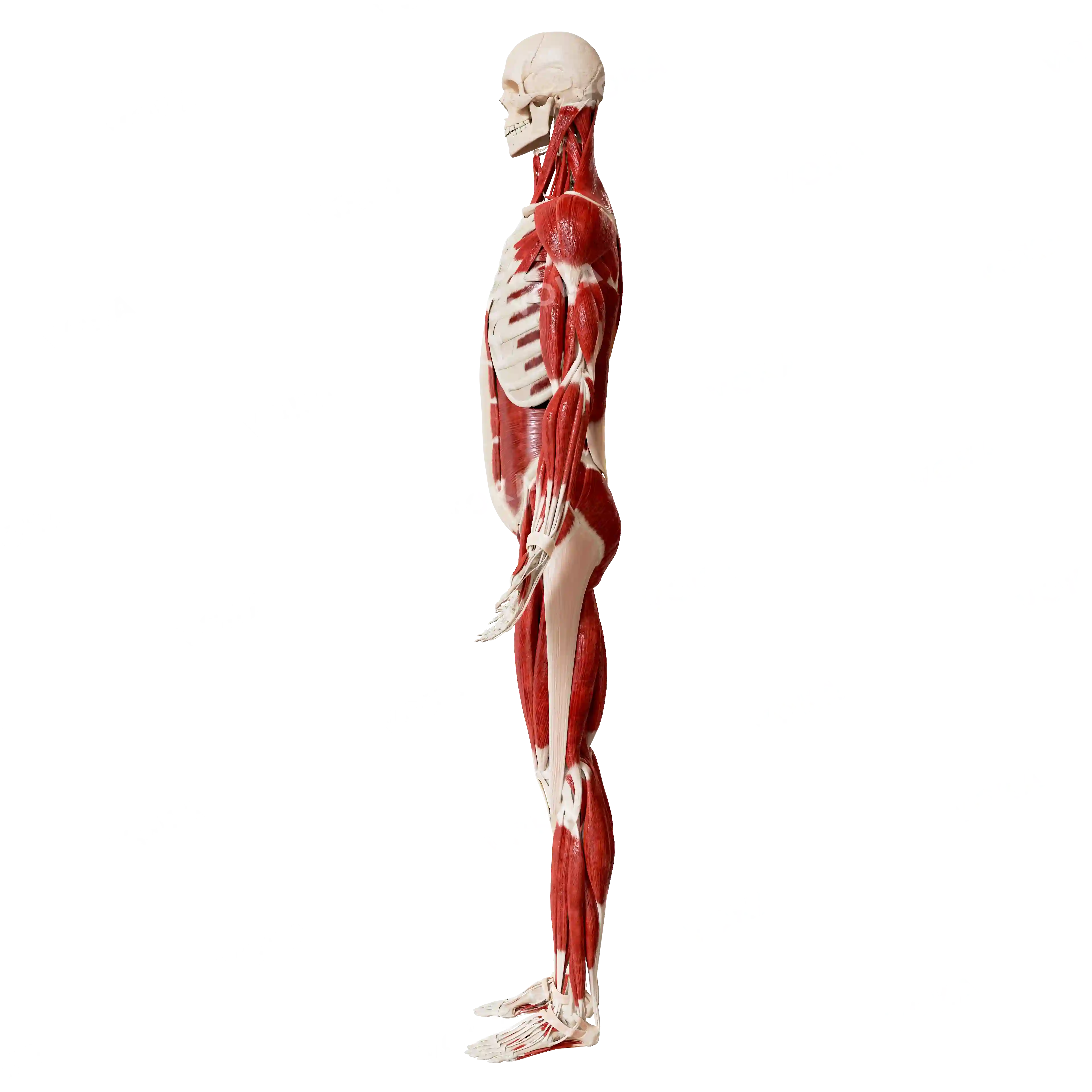 Male skeleton with muscles, from the side image