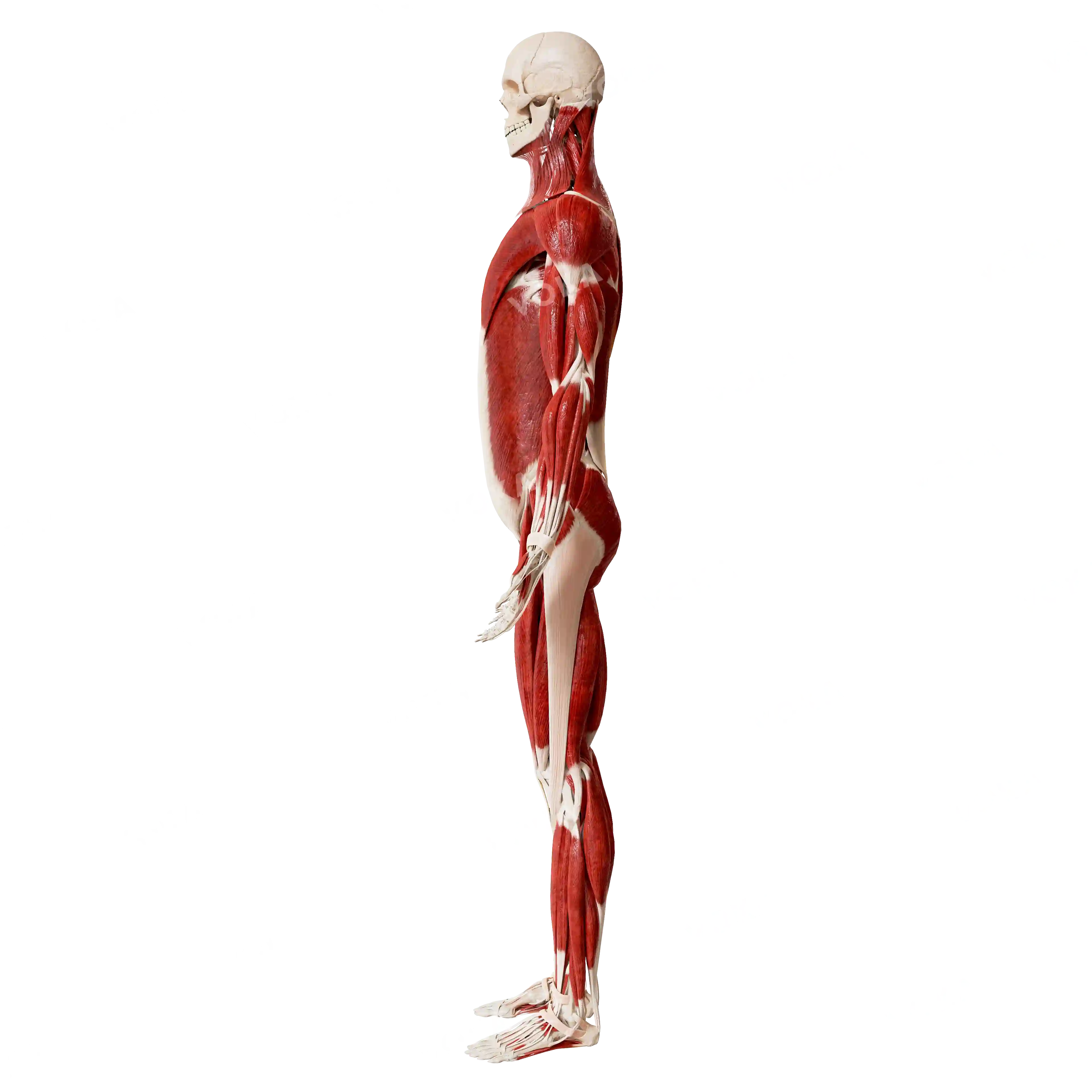Male skeleton with muscles, from the side image