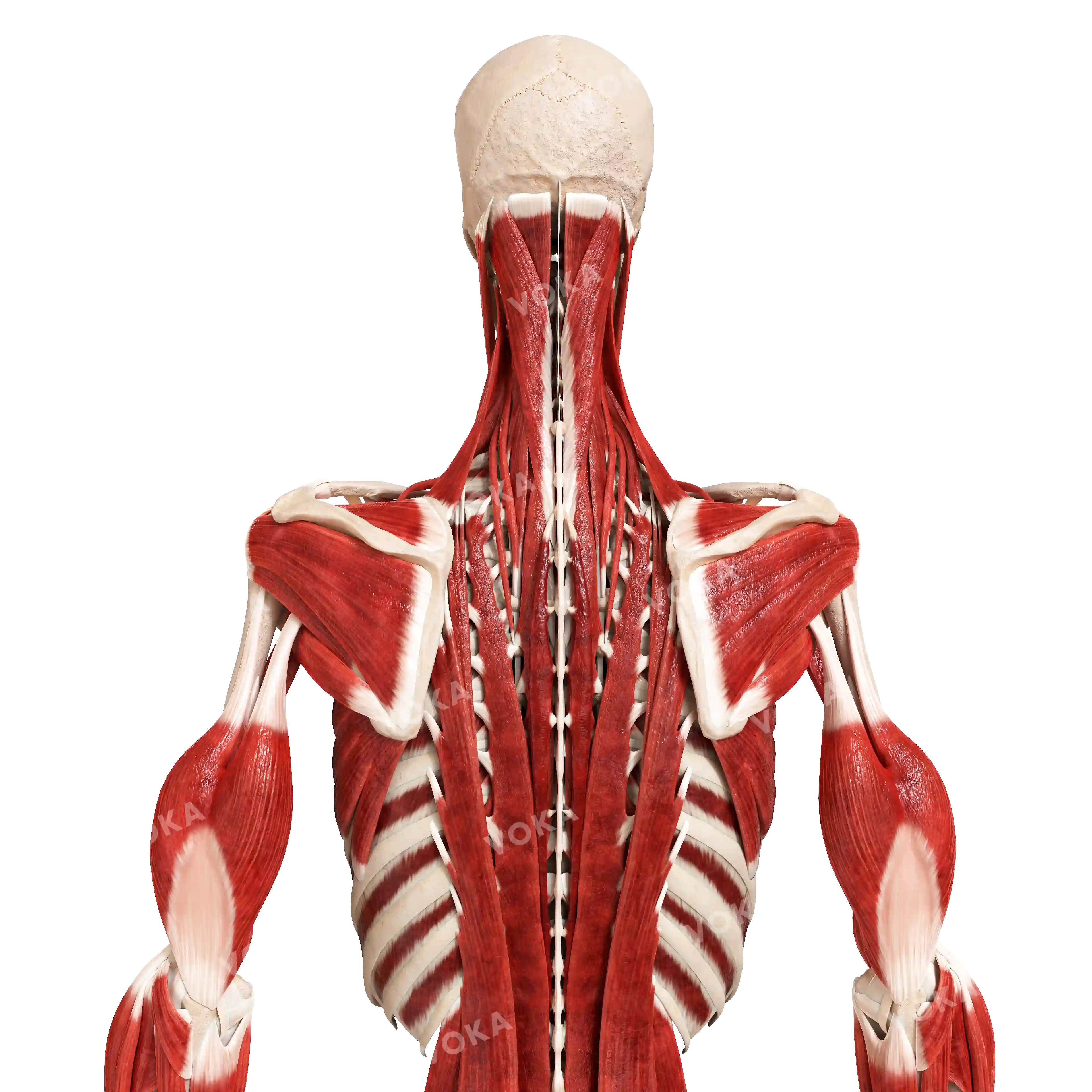 Male skeleton with muscles, upper part, from behind image