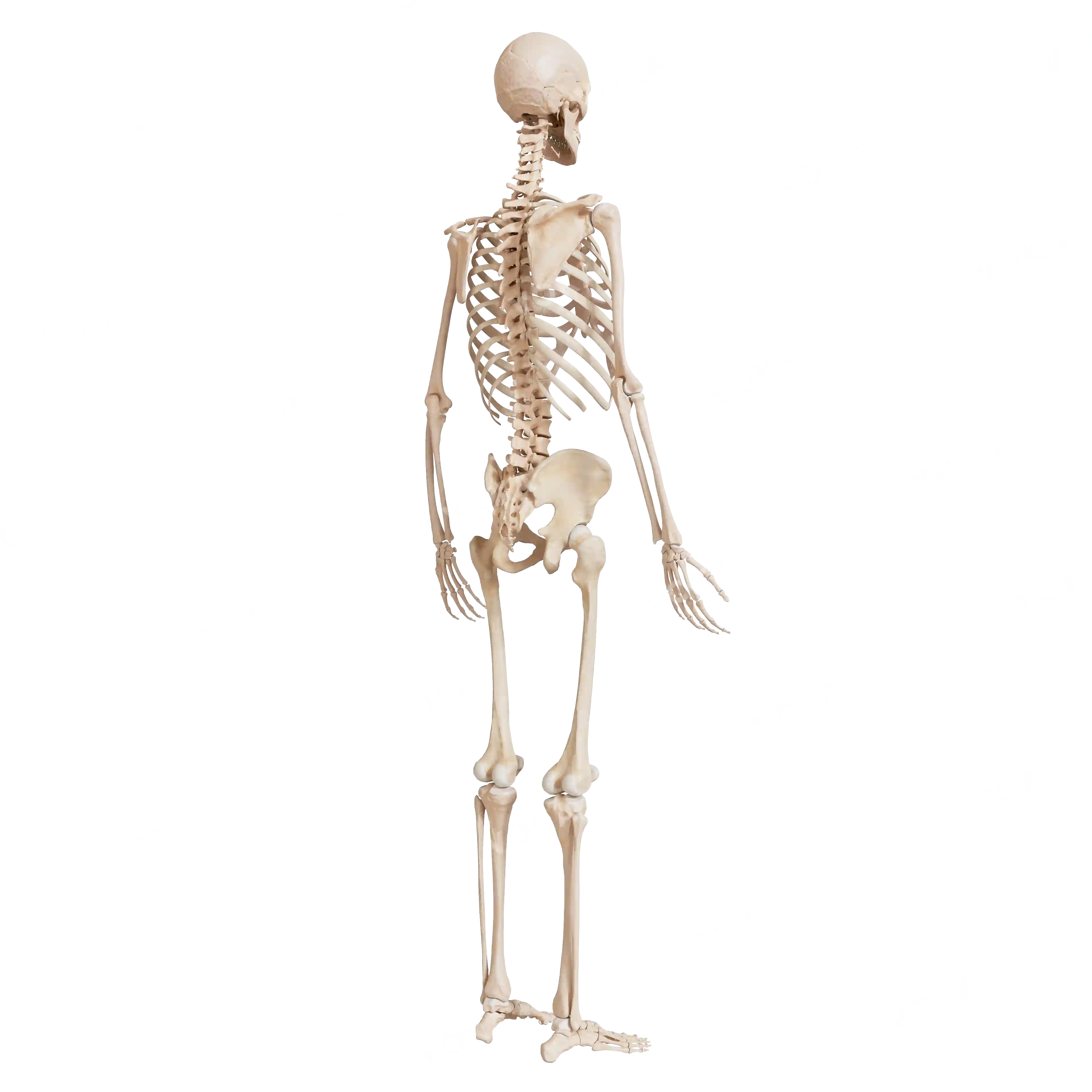 Male skeleton, from behind image