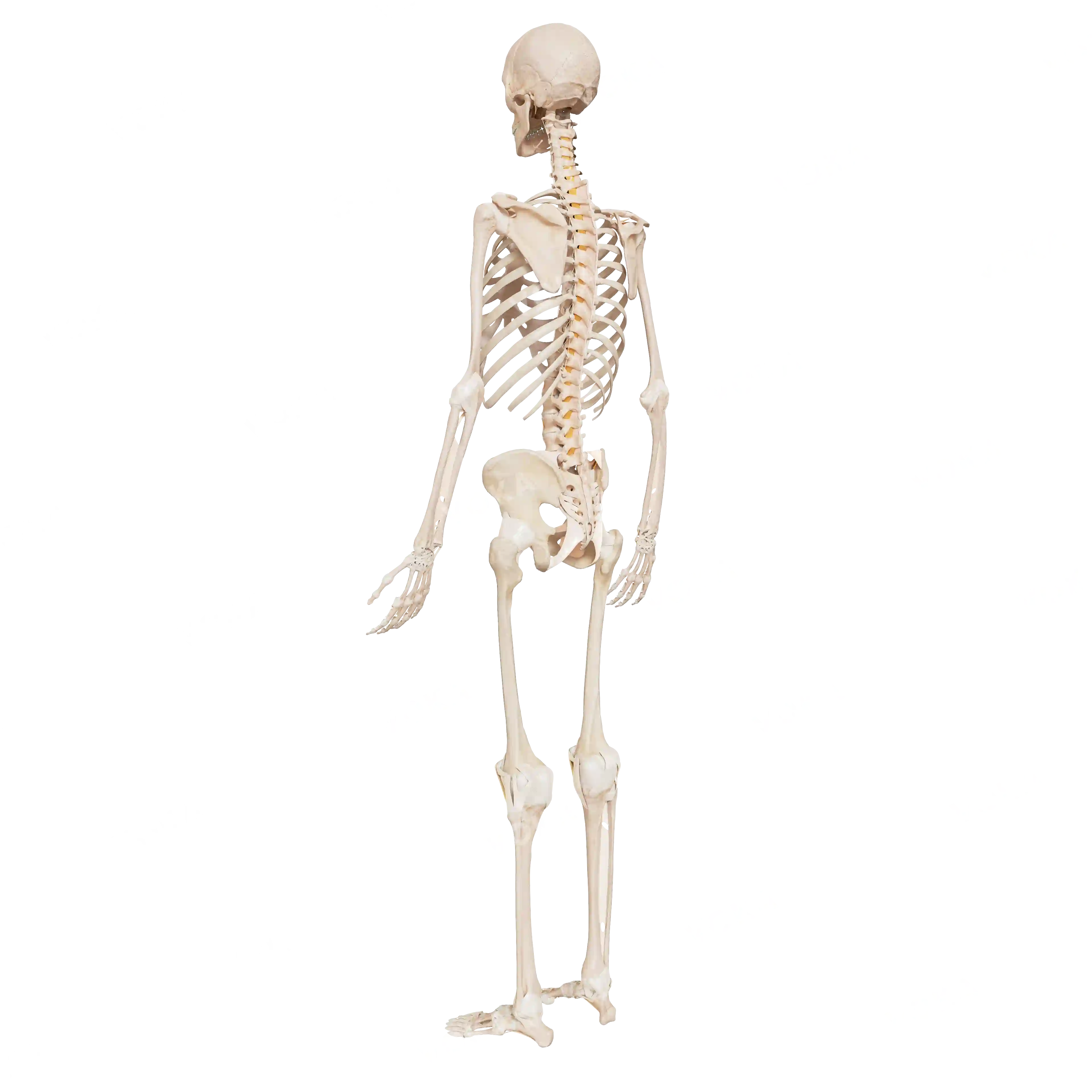 Male skeleton, from behind image
