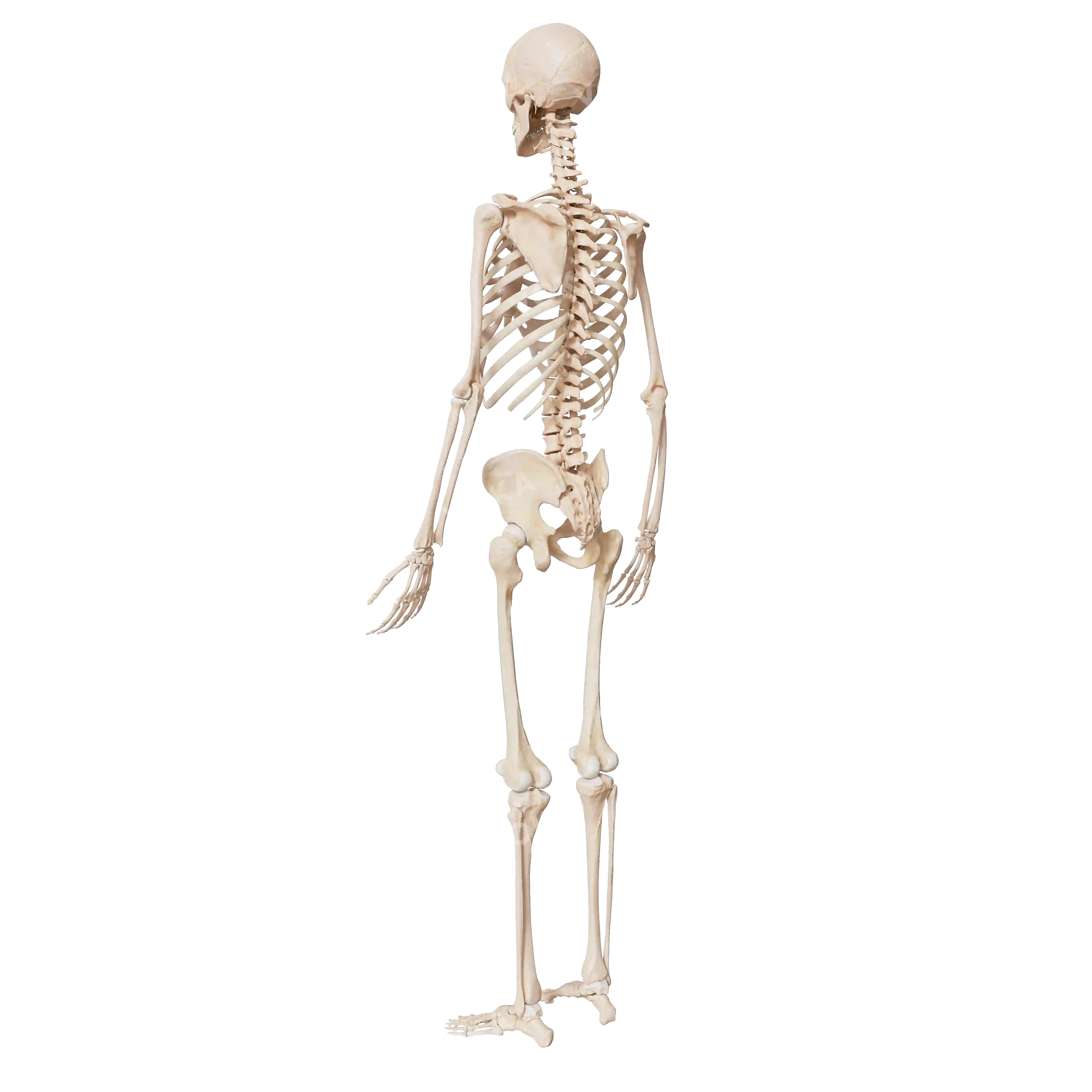Male skeleton, from behind image