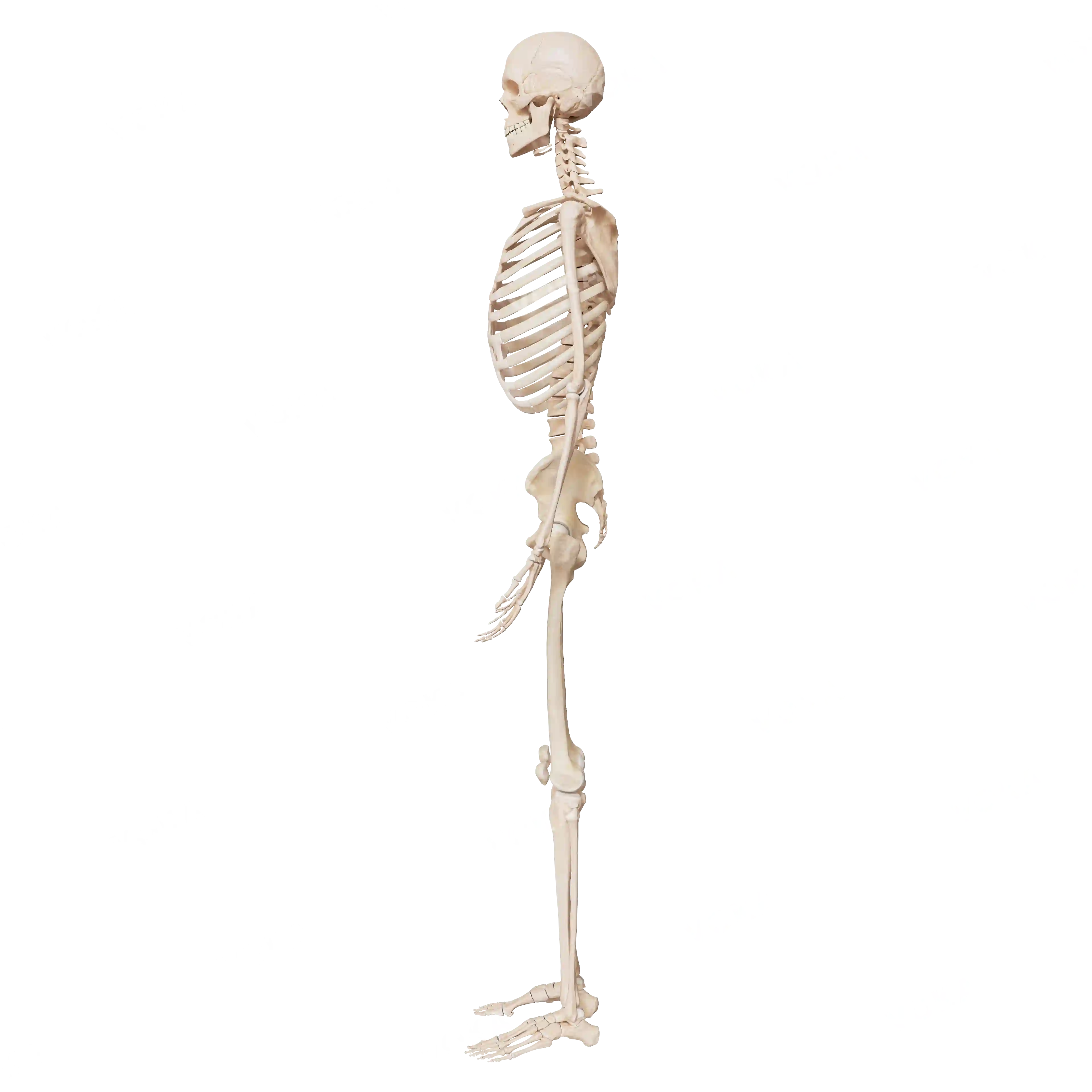 Male skeleton, from the side image