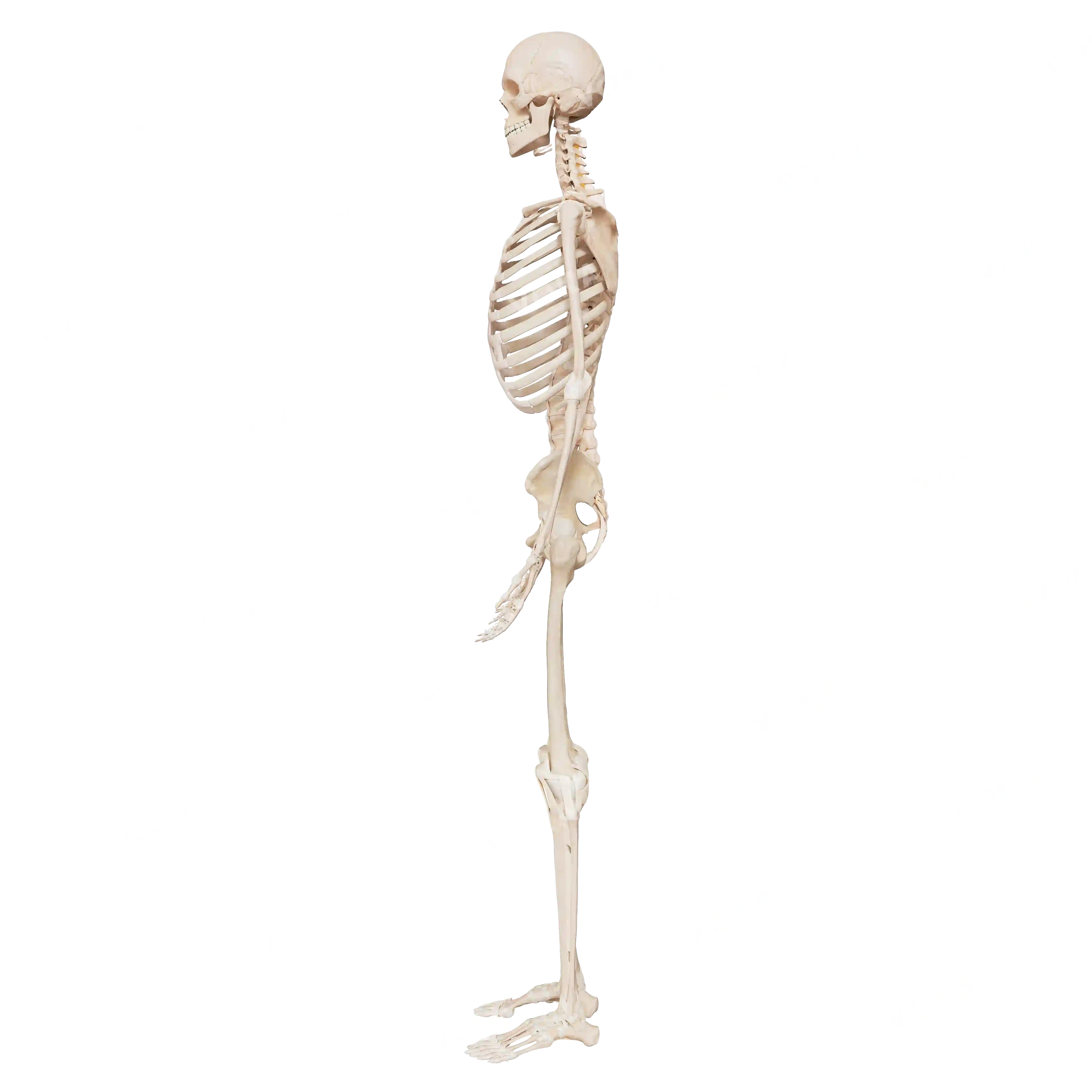 Male skeleton, from the side image