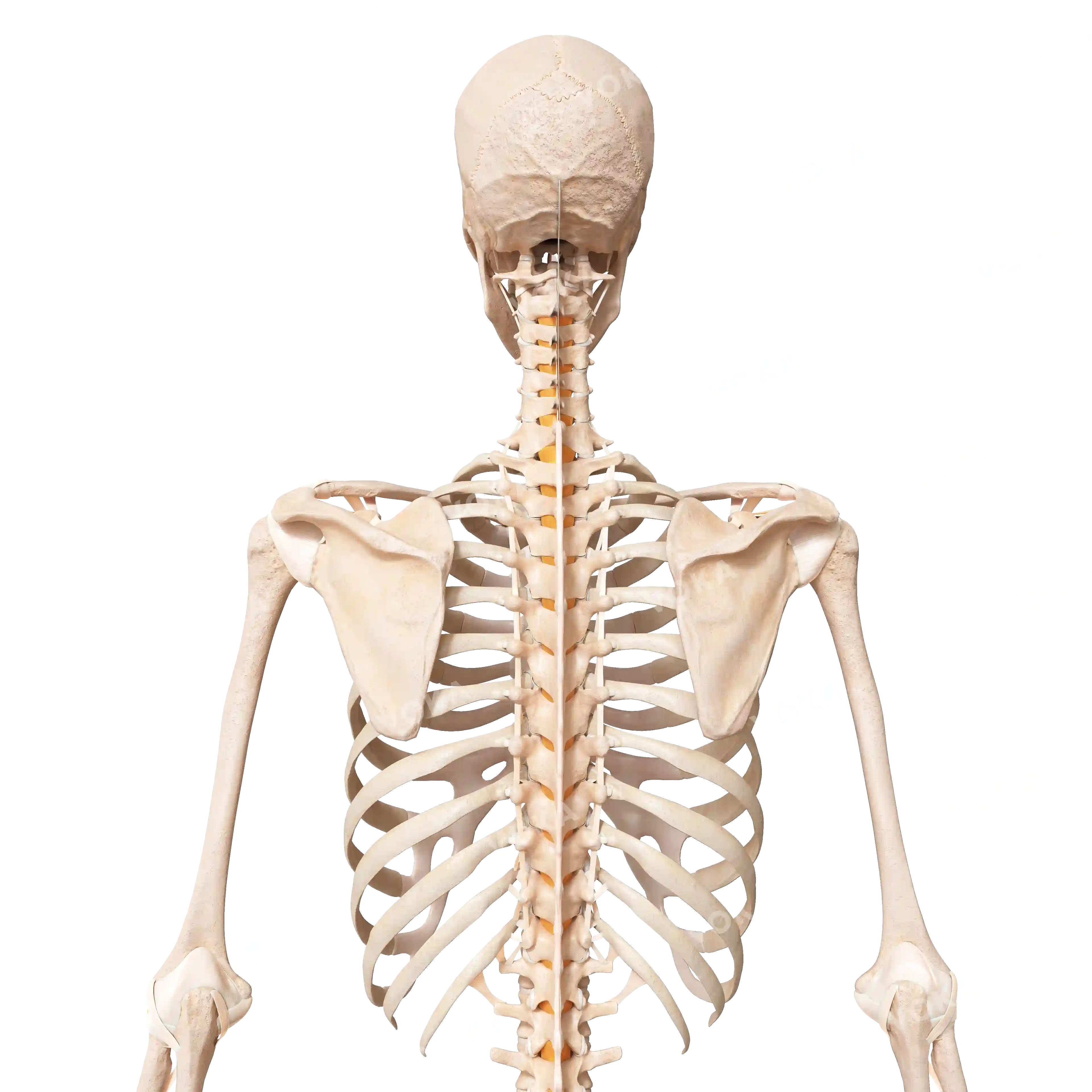 Male skeleton, upper part, from behind image