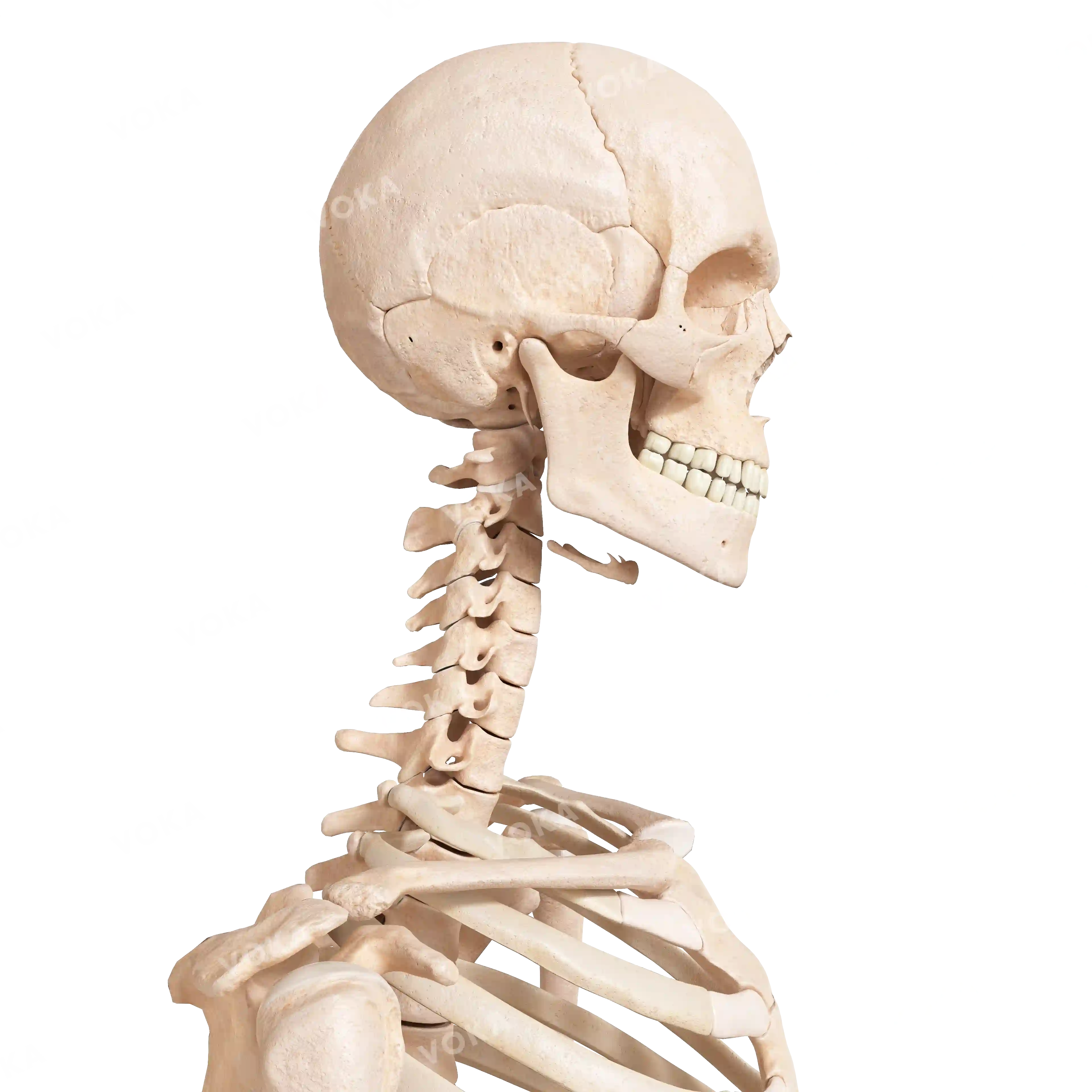 Male skeleton, upper part, from the side image