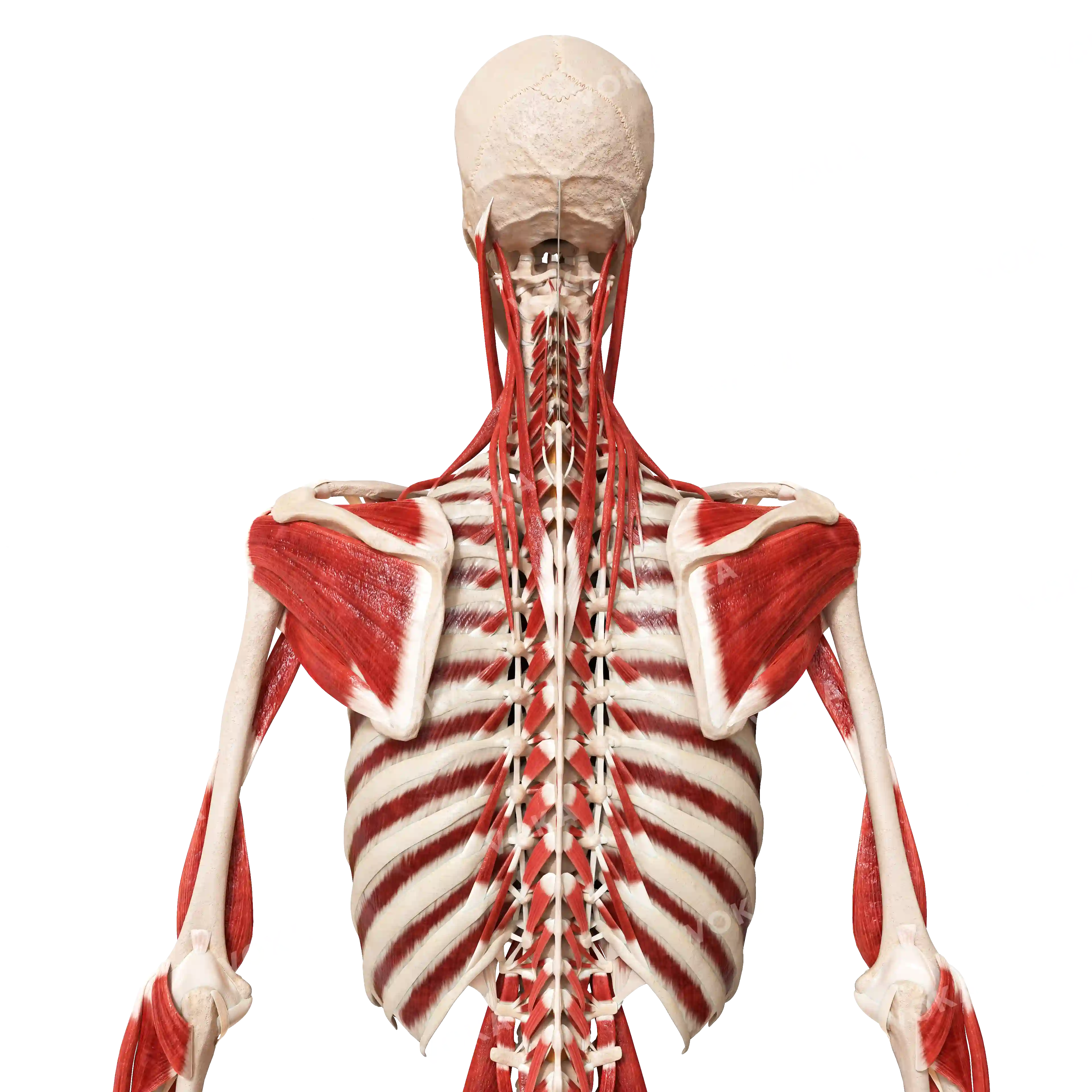 Mucles of the back and neck image
