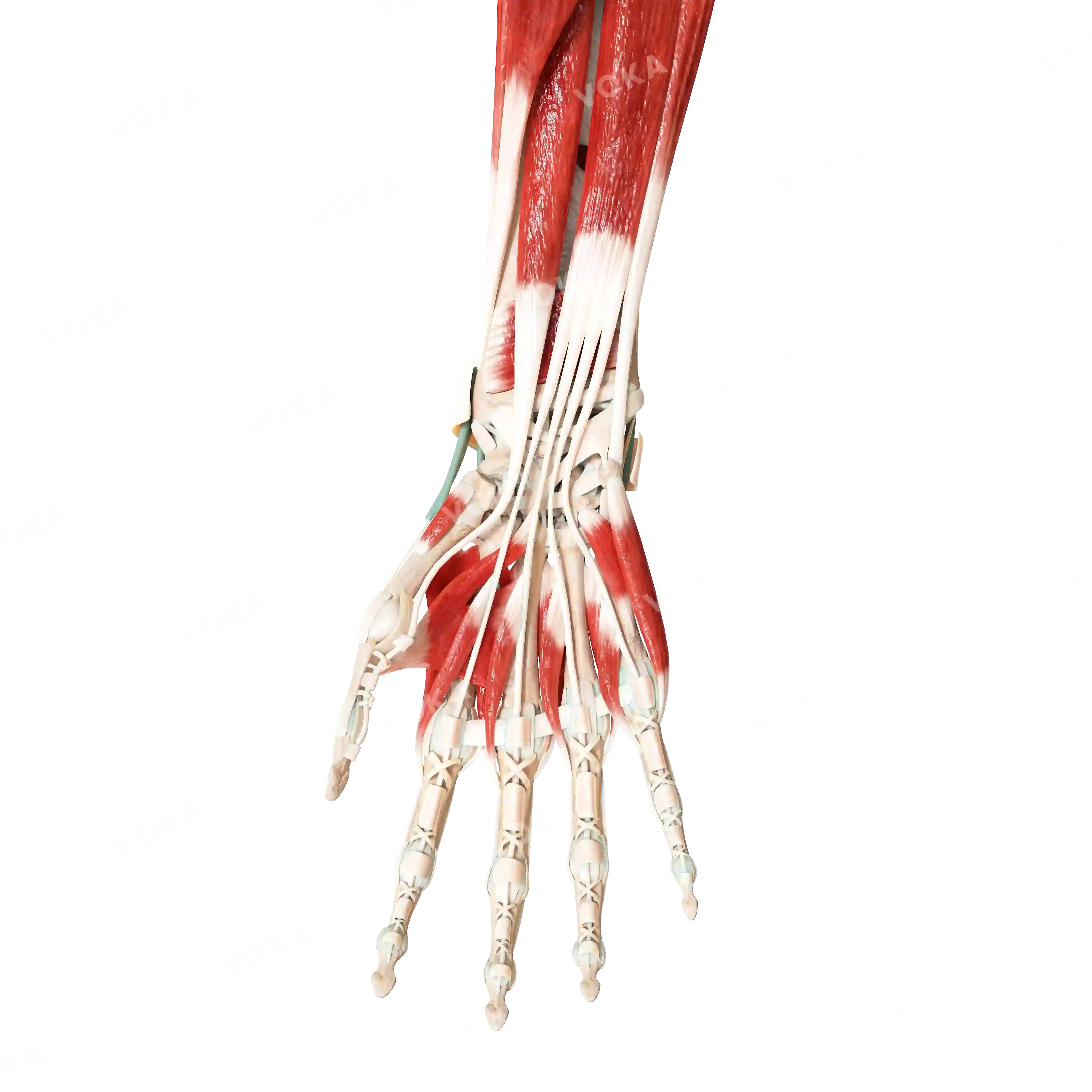 Muscles of the hand, right image