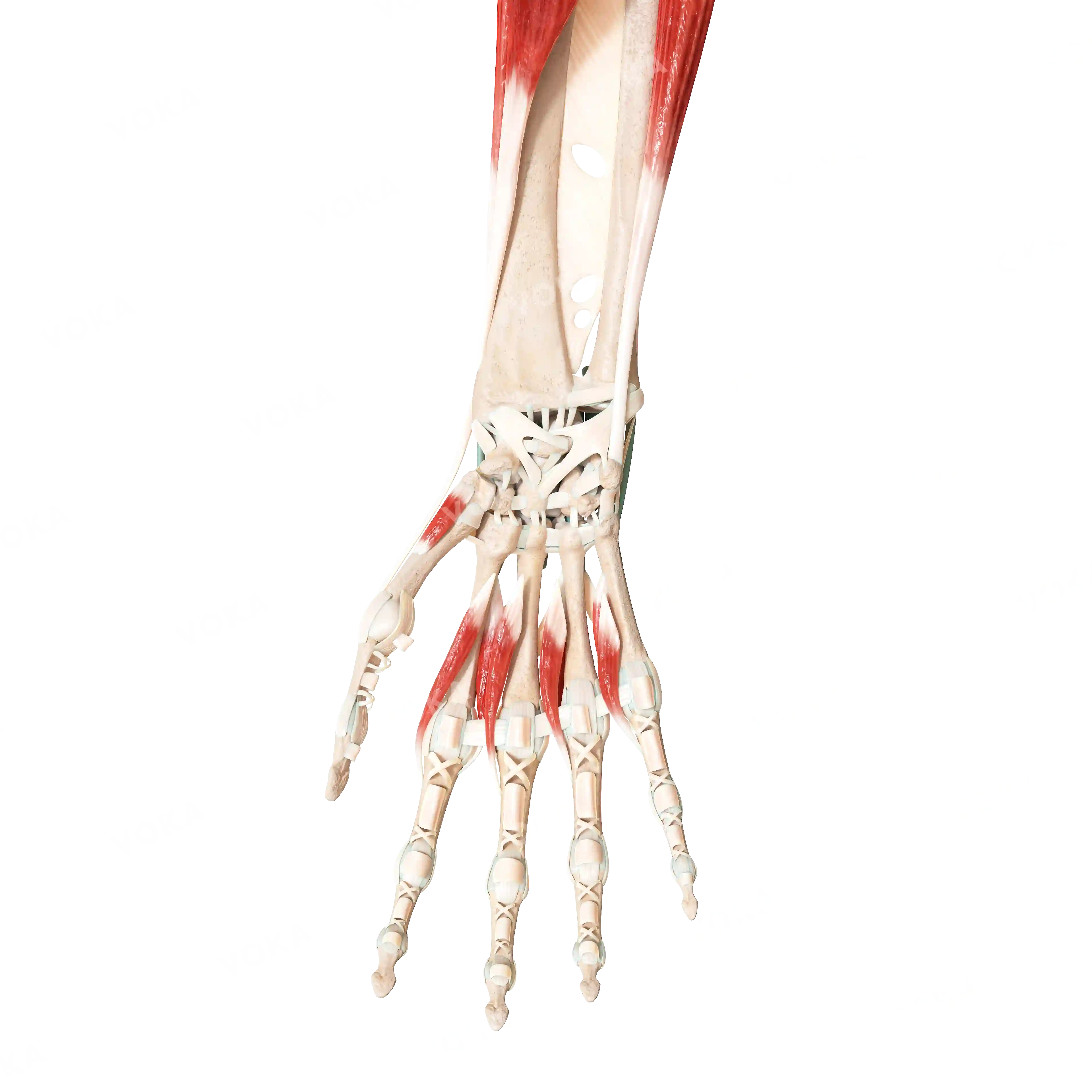 Muscles of the hand, right image