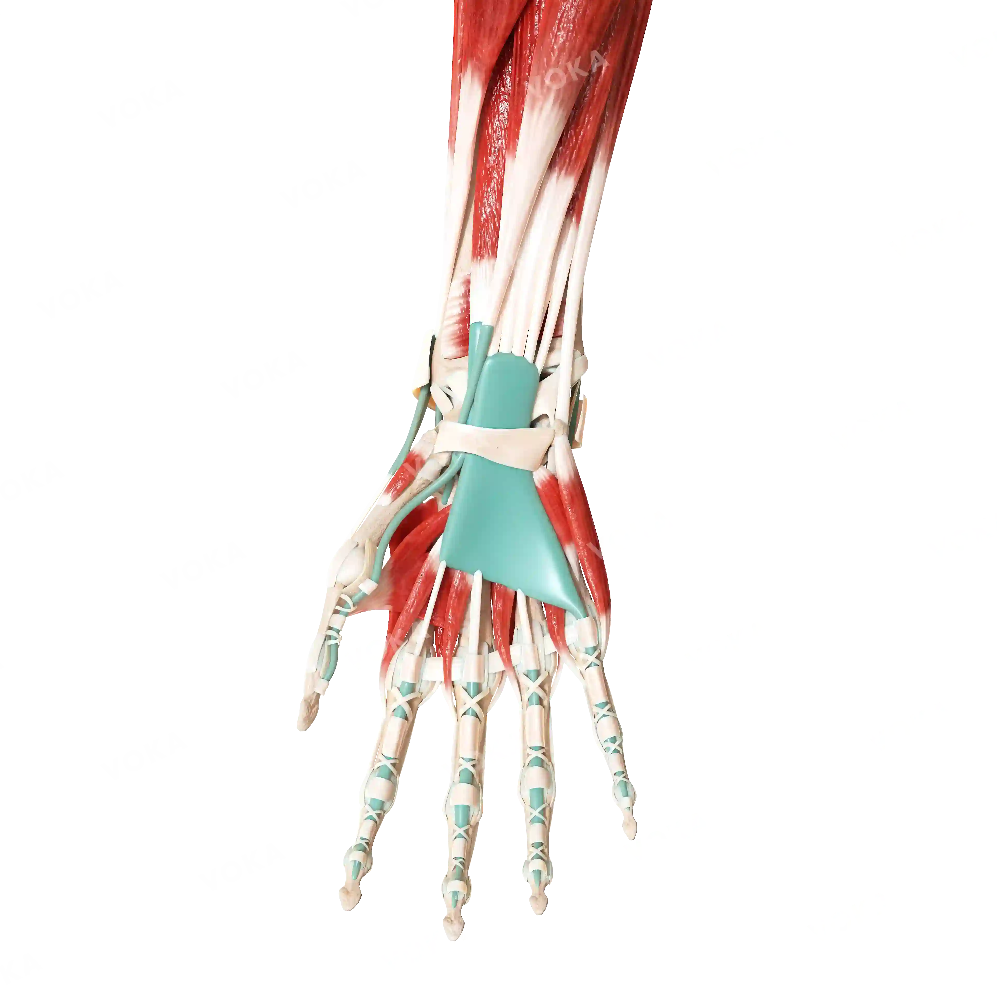 Muscles of the hand, right image
