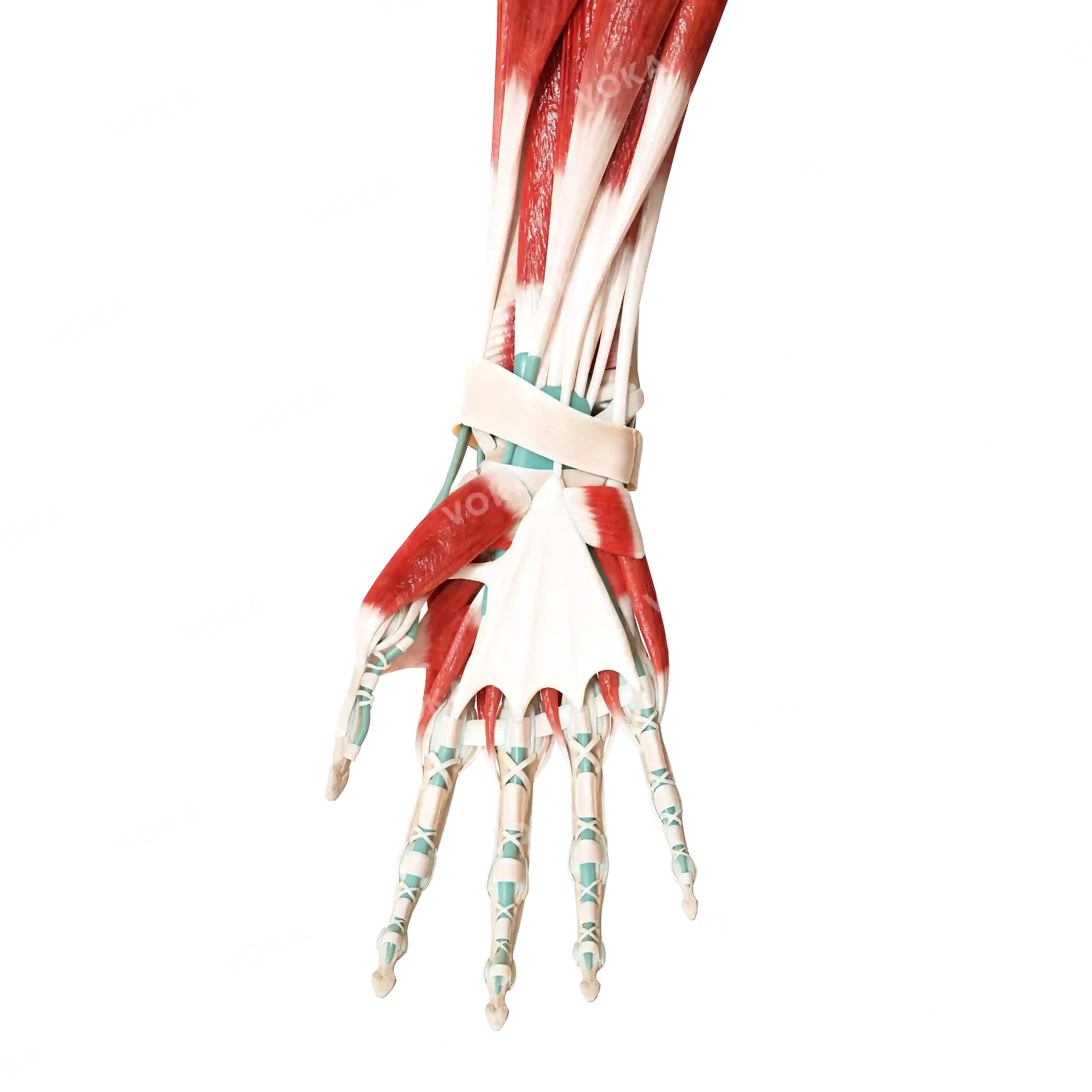 Muscles of the hand, right image